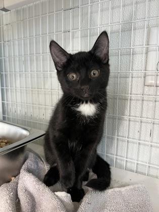 Totter, Adoptable, Kitten Female Domestic Short Hair & Domestic Short Hair.