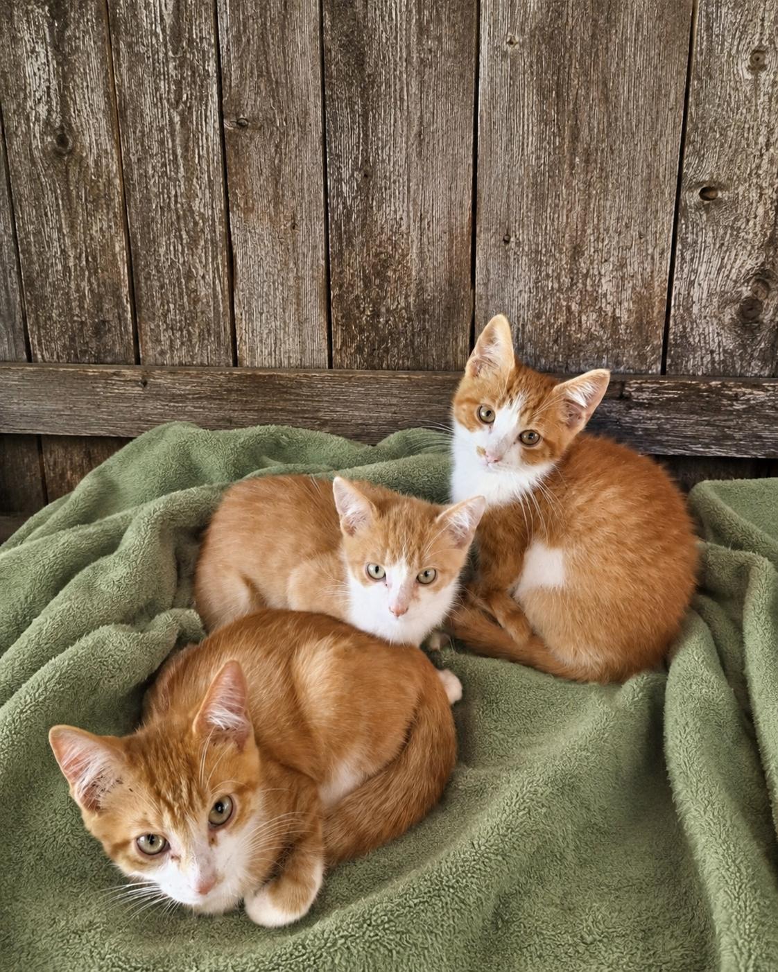 Enlarge Mowgli, Bagheera, Baloo, a ADOPTABLE Domestic Short Hair in Joliet, IL image 1/1