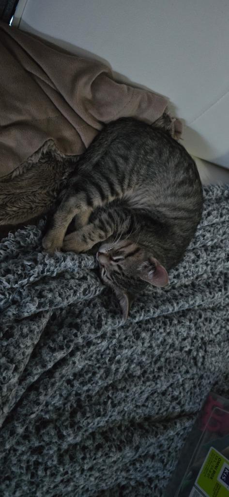 C1309-25, Adoptable, Young Female Domestic Long Hair.