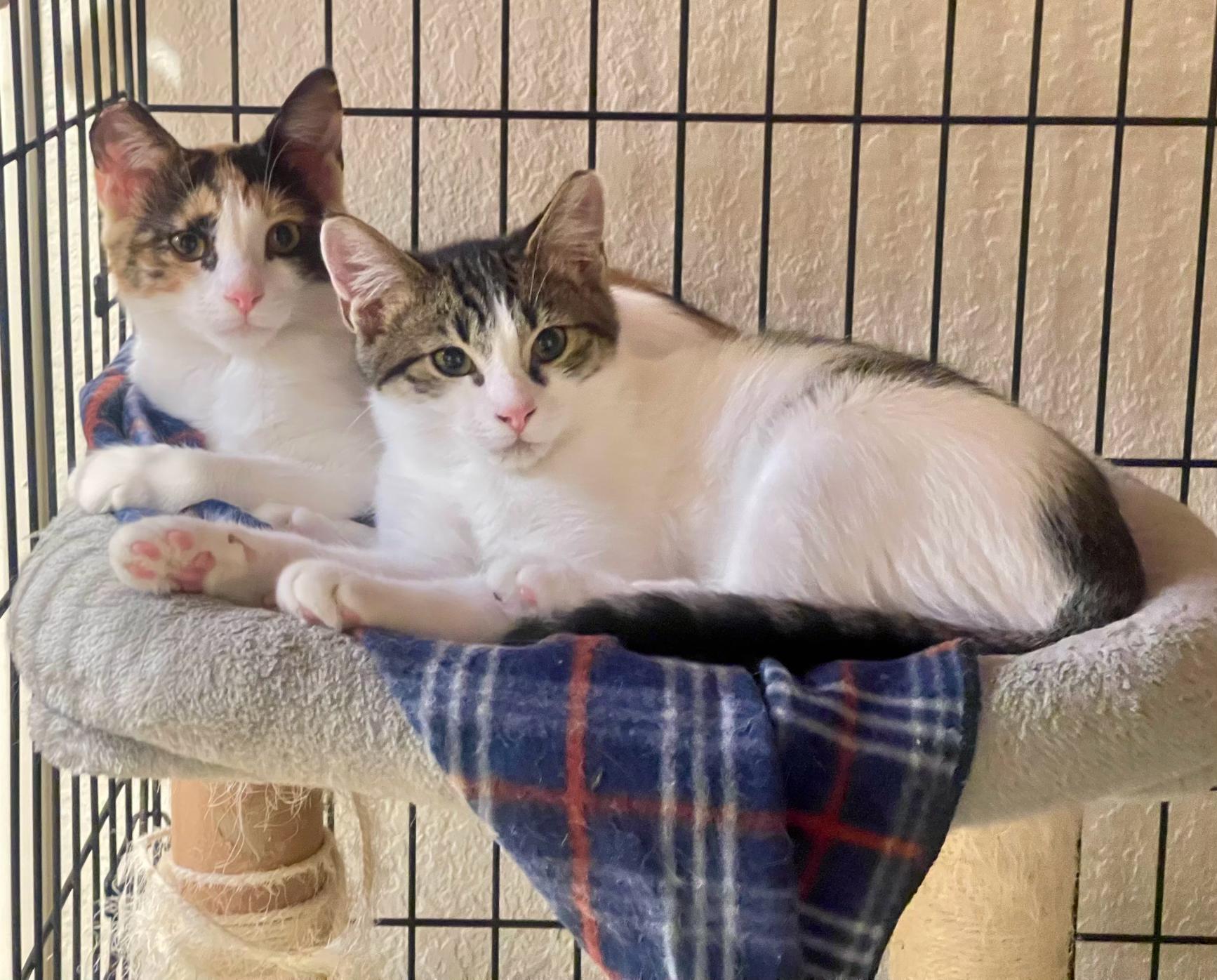 Teal & Knox, Adoptable, Kitten Female Domestic Short Hair & Calico.