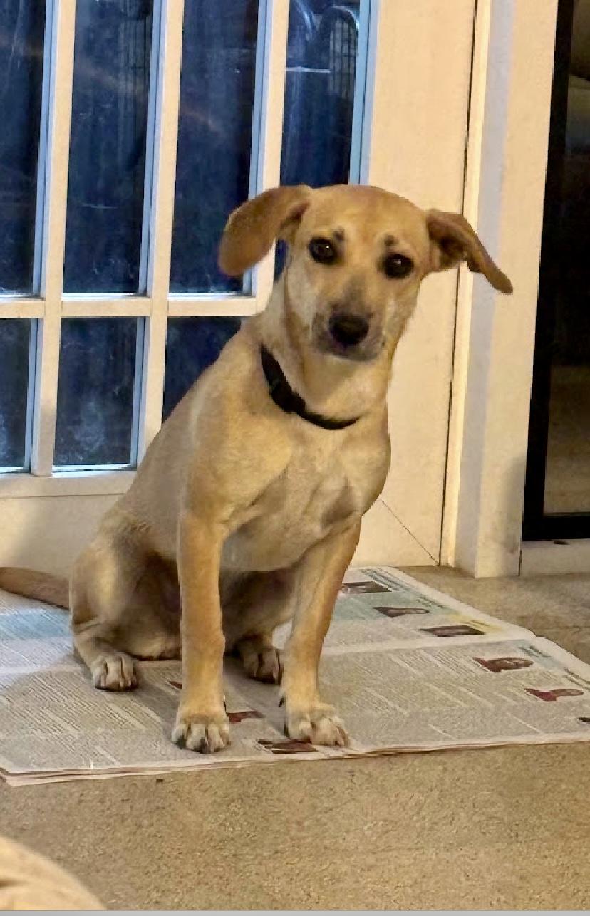 Melody, a Adoptable mixed breed in New York, NY image 1/5