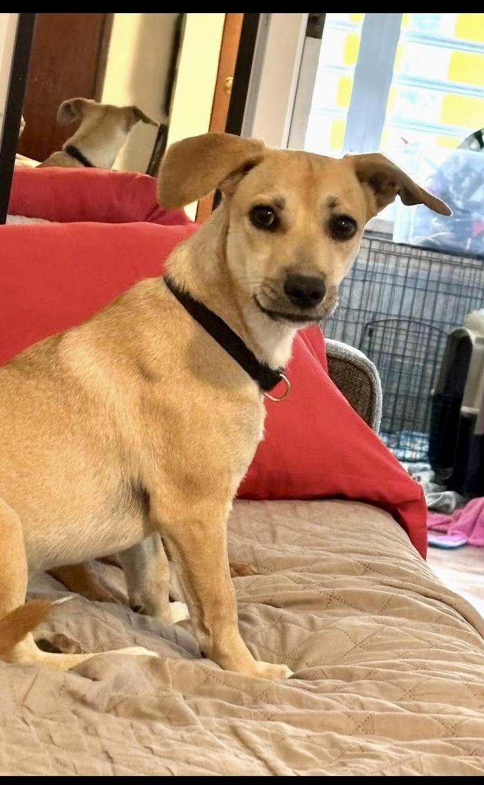 Melody, Adoptable, Puppy Female Dachshund & Chihuahua.