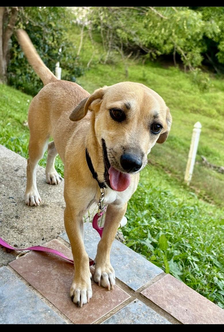 Melody, a Adoptable mixed breed in New York, NY image 3/5