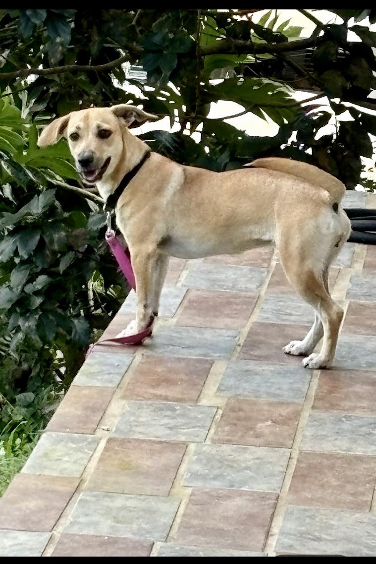 Melody, a Adoptable mixed breed in New York, NY image 4/5