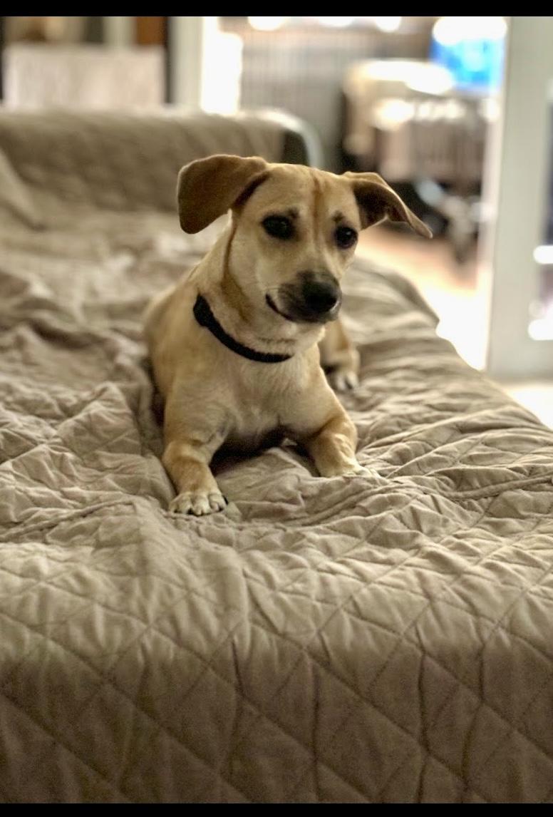 Melody, Adoptable, Puppy Female Dachshund & Chihuahua.