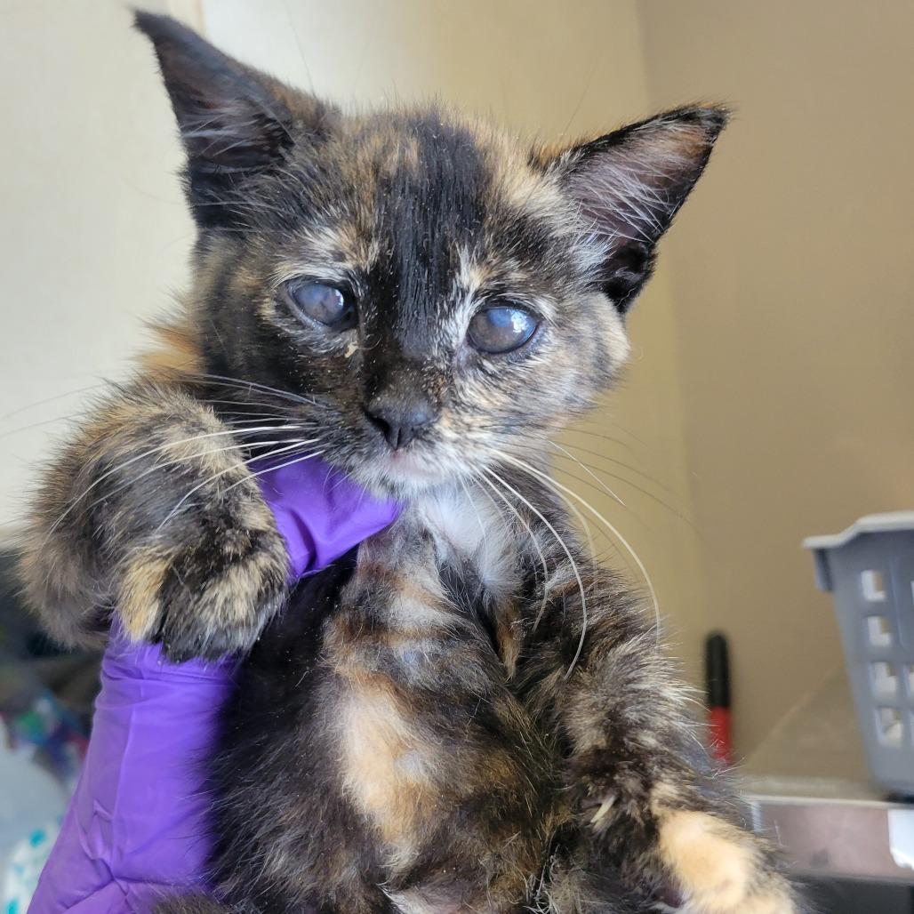 Chapel, Adoptable, Kitten Female Domestic Short Hair.