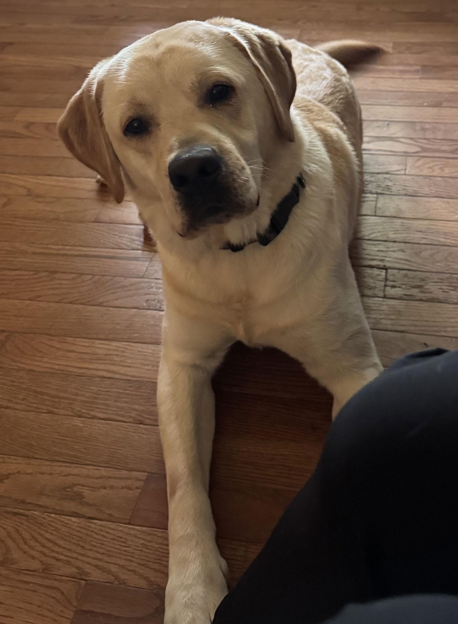 Duck, a Adopted Labrador Retriever in Lutherville, MD image 1/2