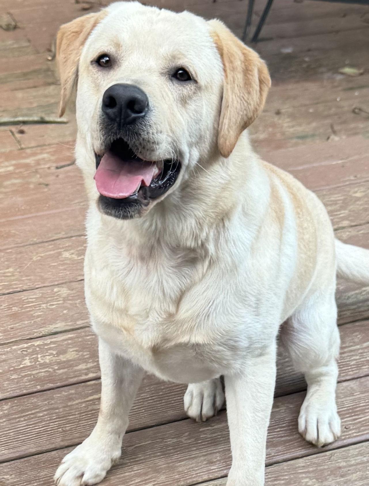 Duck, a Adopted Labrador Retriever in Lutherville, MD image 2/2