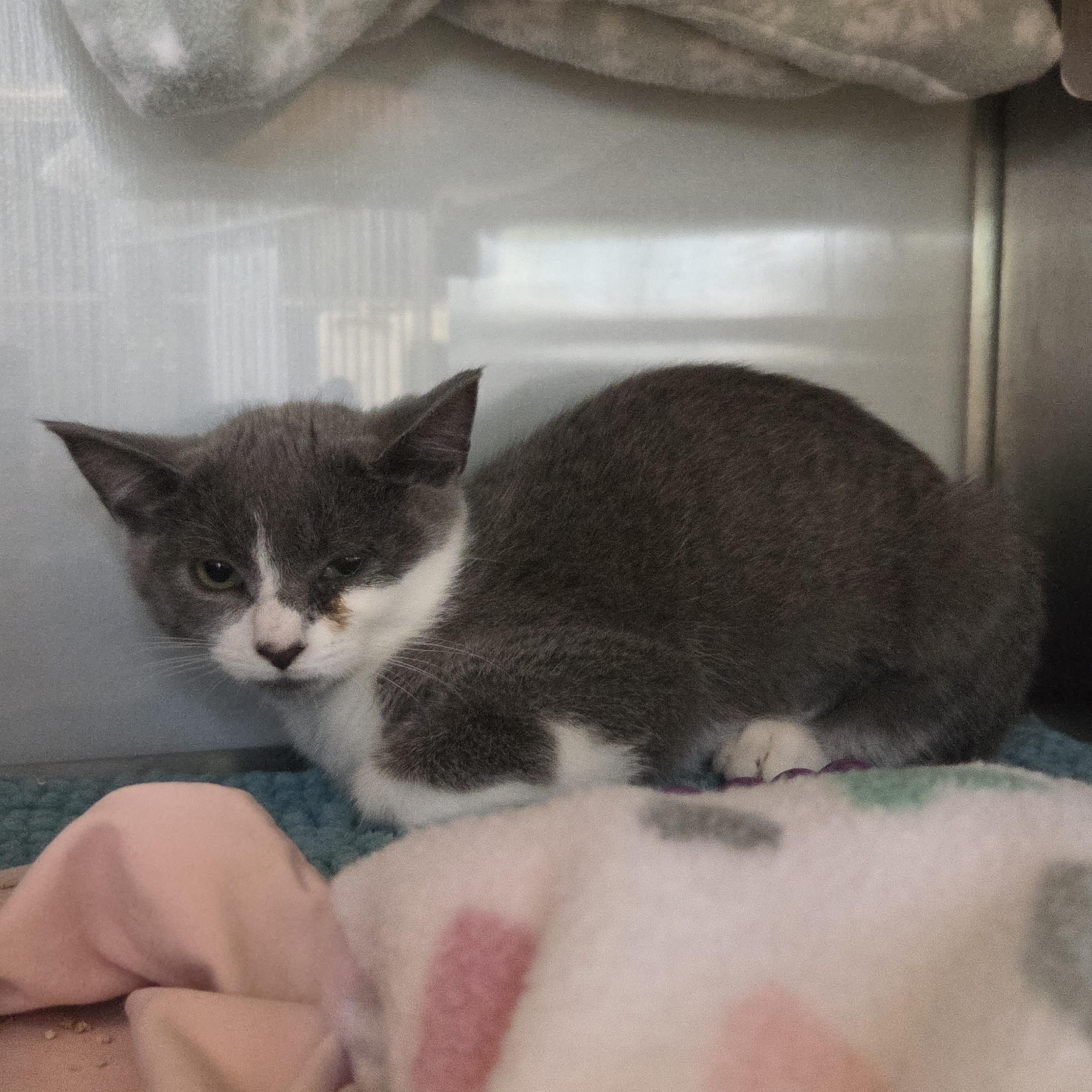 Enlarge Pipette, a ADOPTABLE Domestic Short Hair in Midland, MI image 1/1