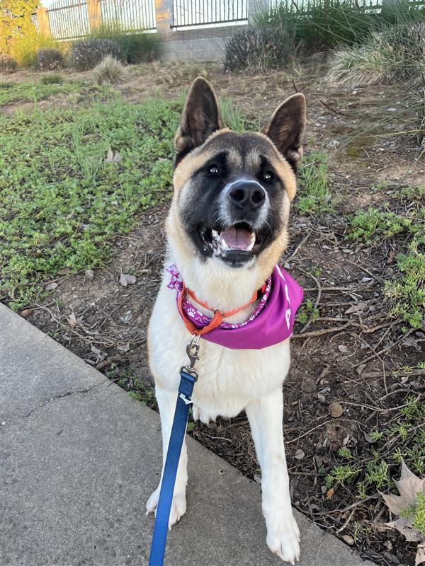 Enlarge Akira, a Adoptable Akita in Elk Grove, CA image 1/3