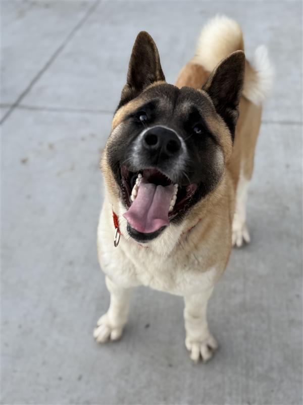 Enlarge Akira, a Adoptable Akita in Elk Grove, CA image 2/3