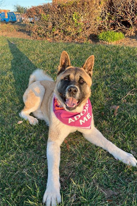Enlarge Akira, a Adoptable Akita in Elk Grove, CA image 3/3