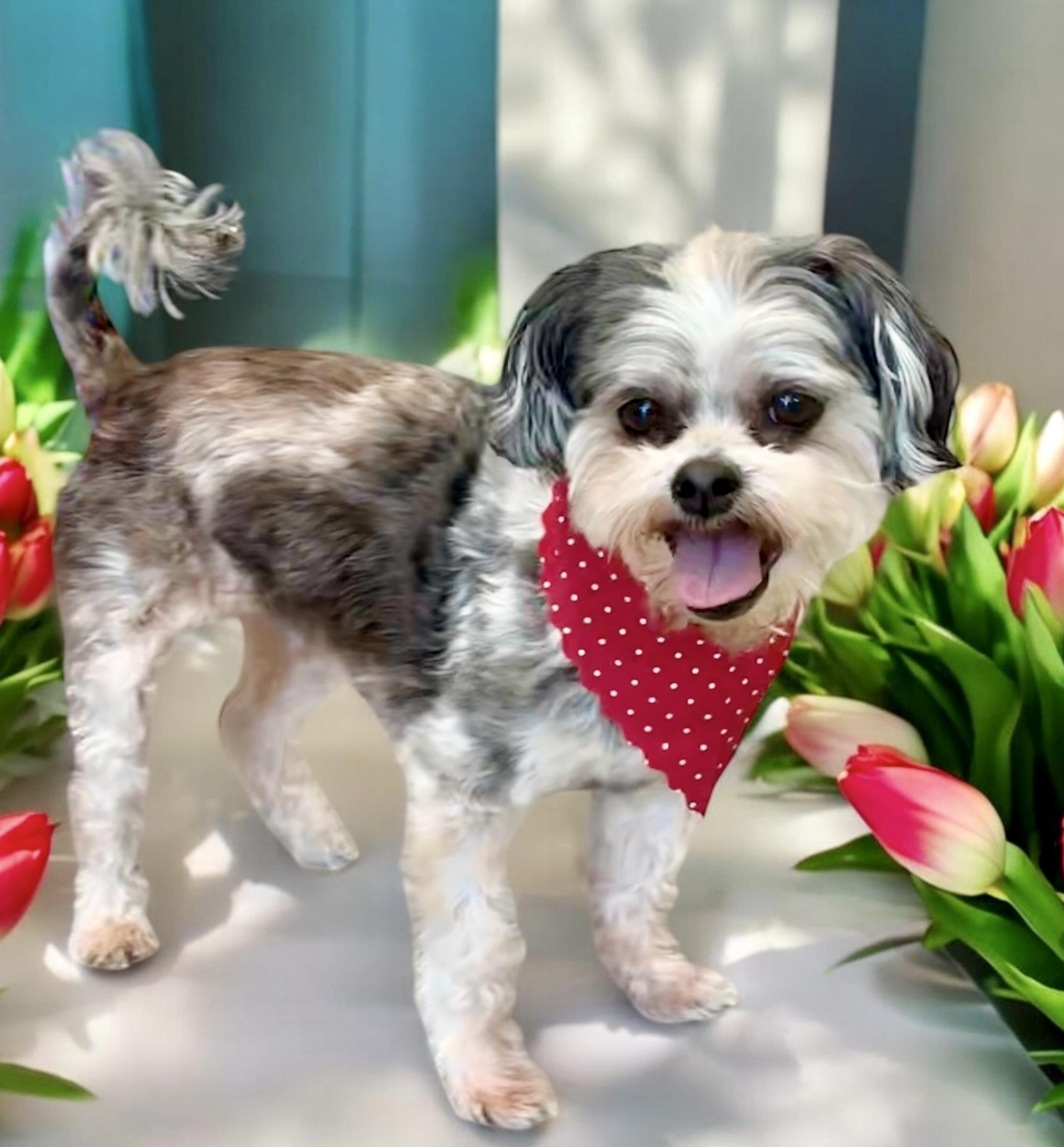 Dog for adoption - Ozzie, a Shorkie in Perry, IA | Petfinder