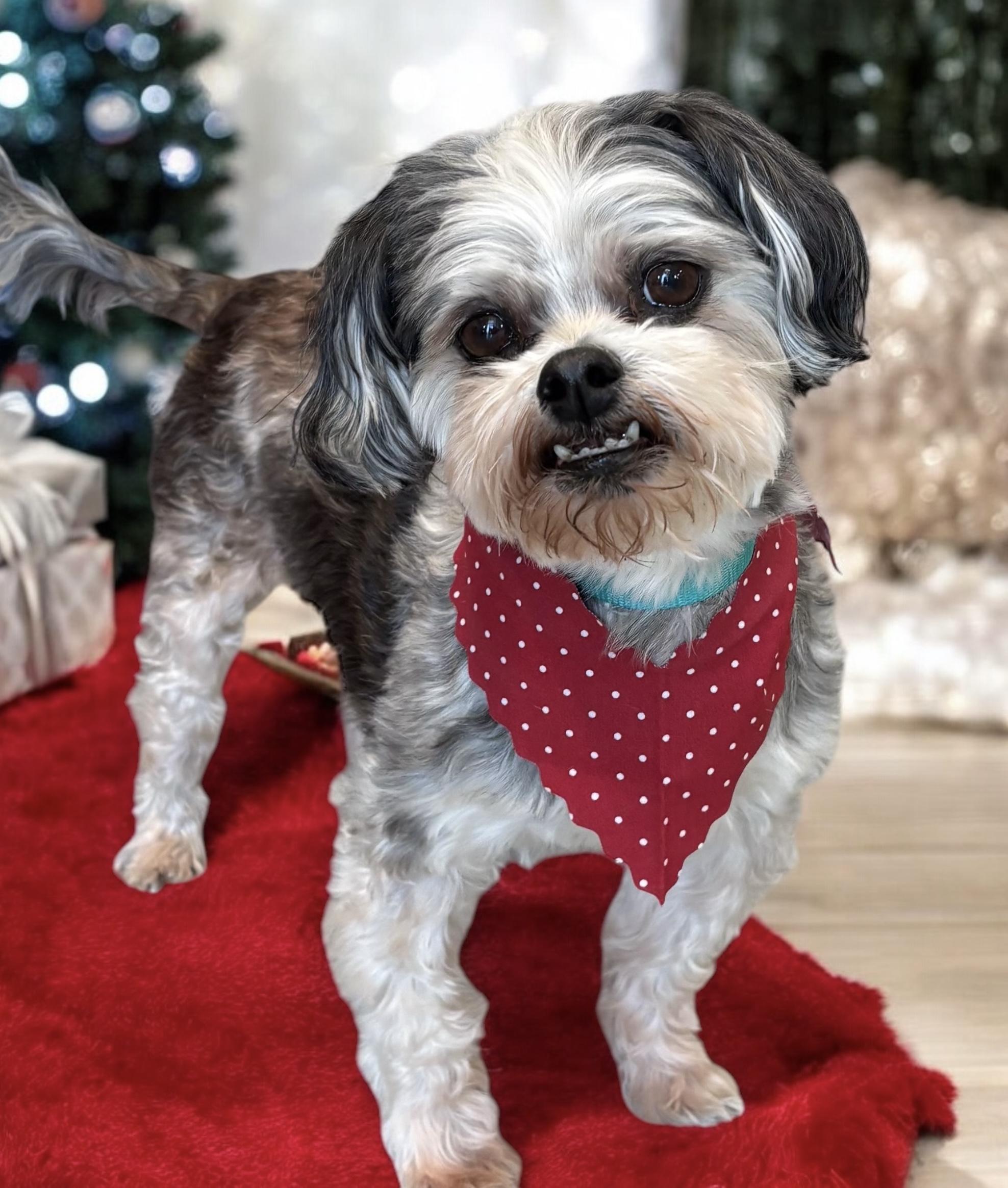 Dog for adoption - Ozzie, a Shorkie in Perry, IA | Petfinder