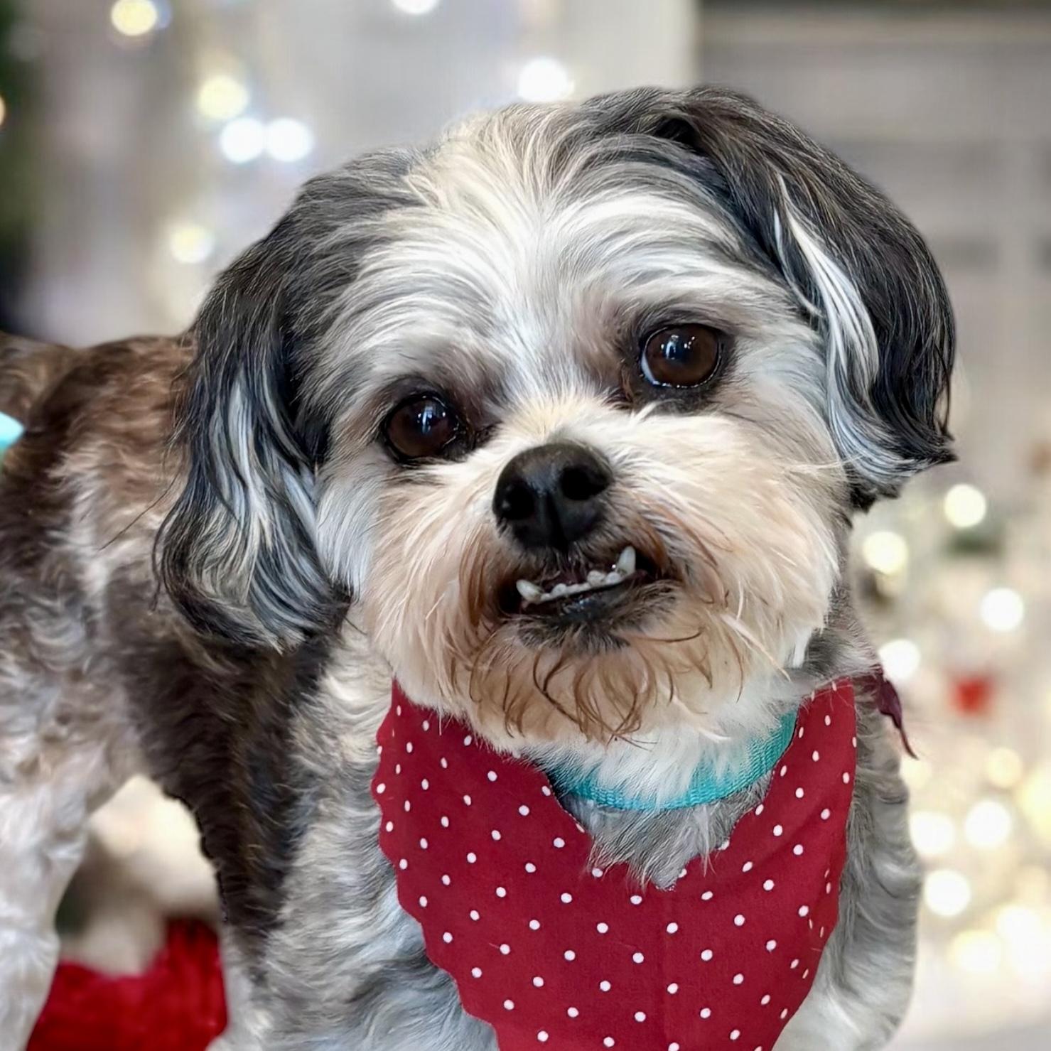 Dog for adoption - Ozzie, a Shorkie in Perry, IA | Petfinder