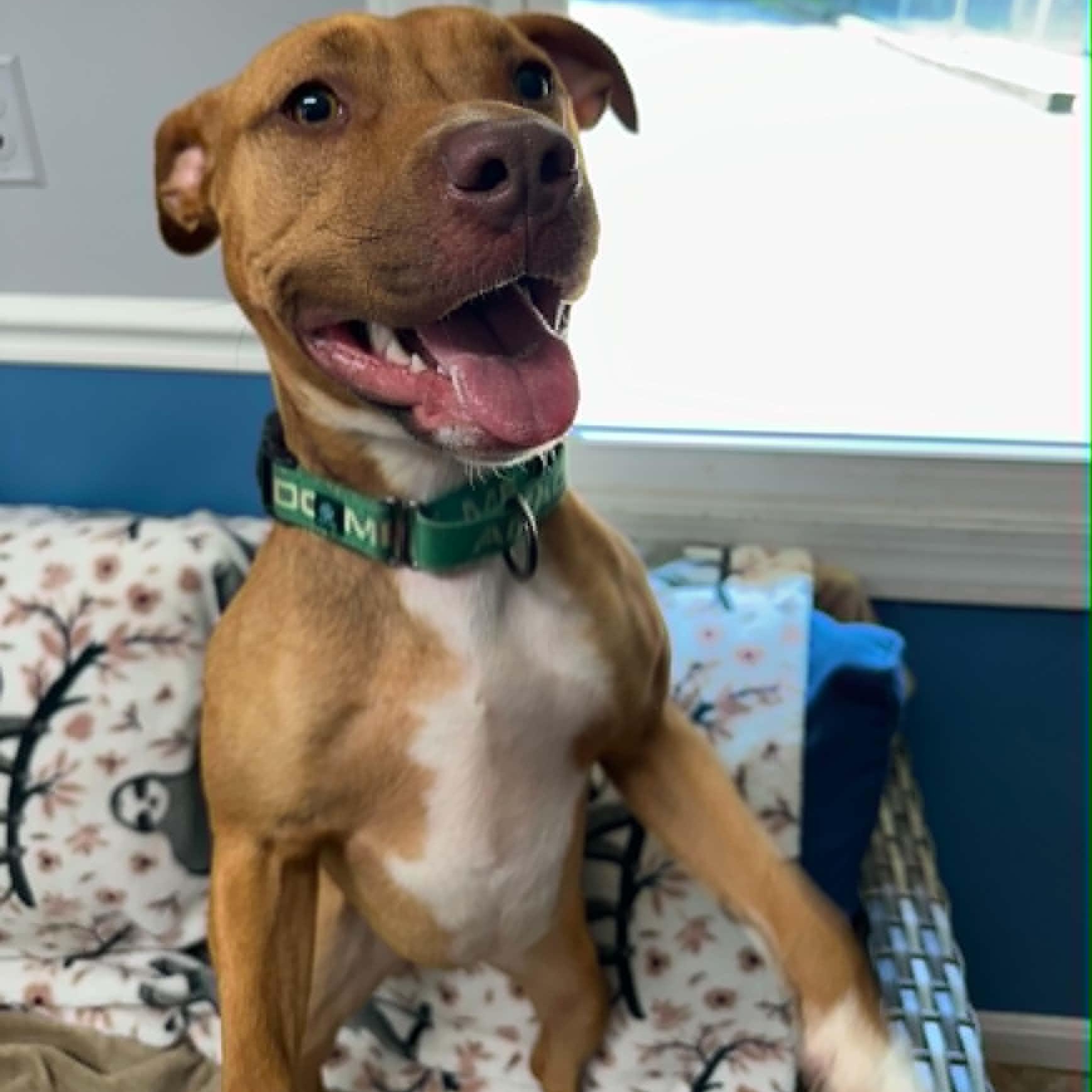 Sheba, a ADOPTABLE mixed breed in Sunderland, MD image 2/6