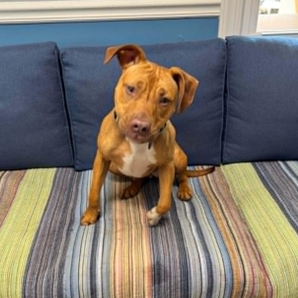 Sheba, a ADOPTABLE mixed breed in Sunderland, MD image 2/6