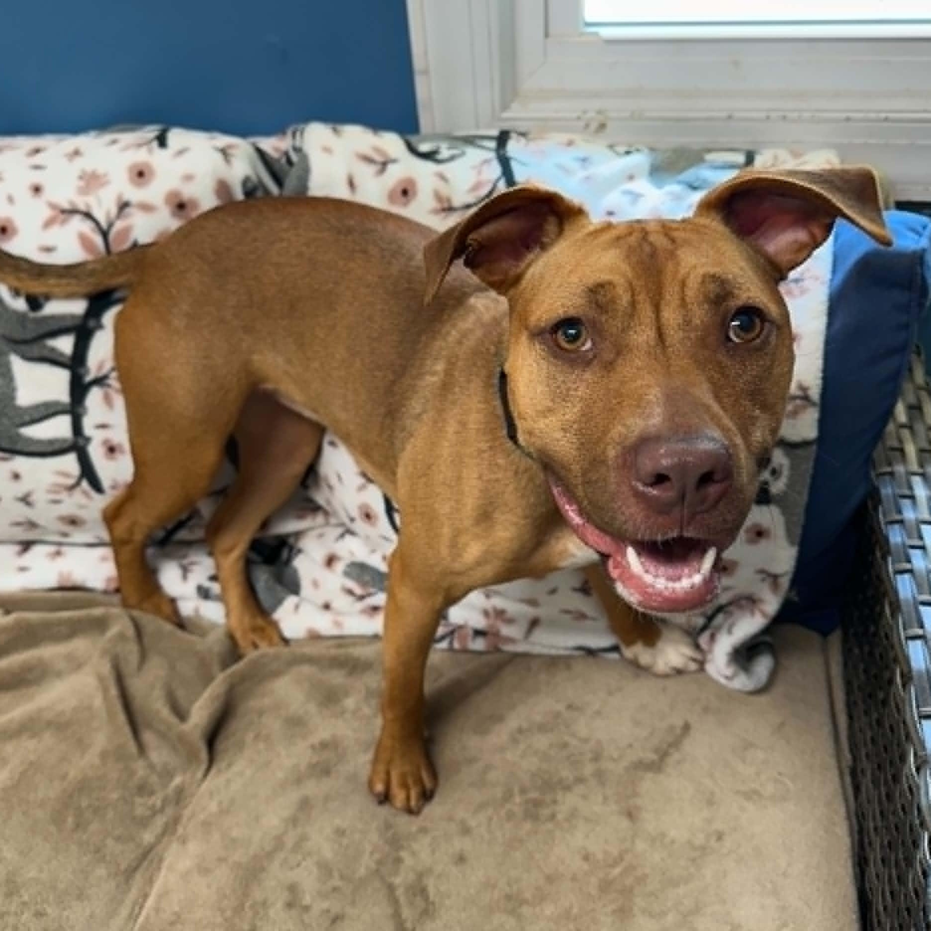 Sheba, a ADOPTABLE mixed breed in Sunderland, MD image 5/6