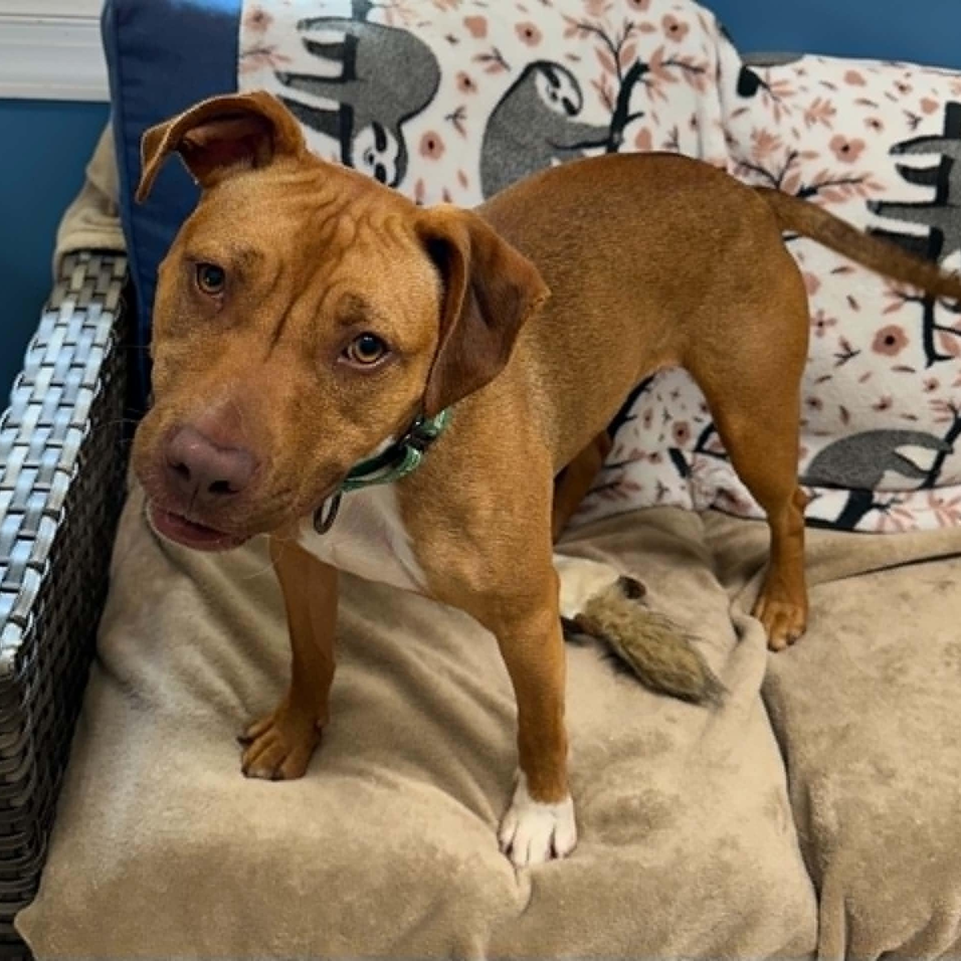 Sheba, a ADOPTABLE mixed breed in Sunderland, MD image 6/6