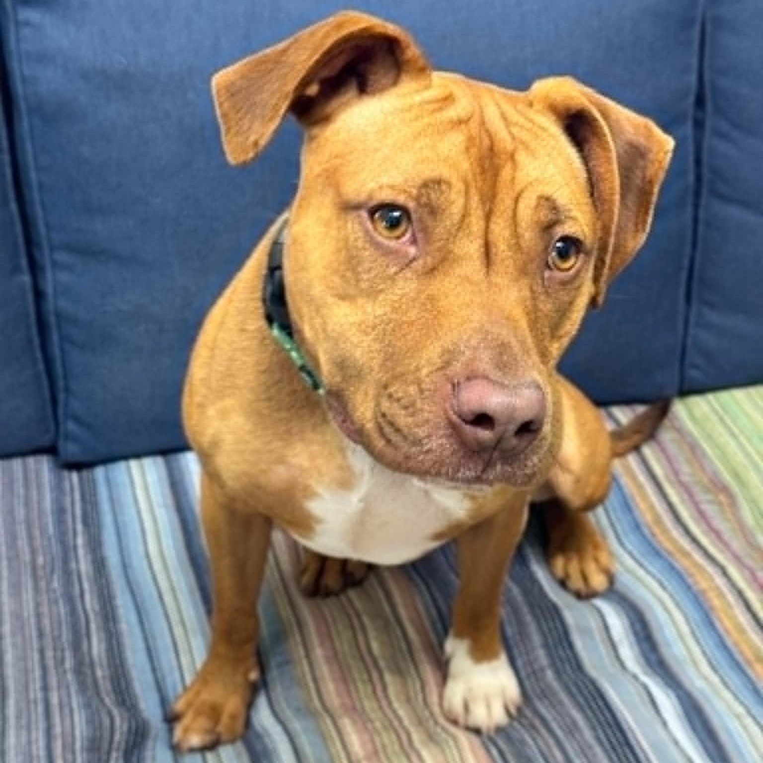 Sheba, a ADOPTABLE mixed breed in Sunderland, MD image 6/6