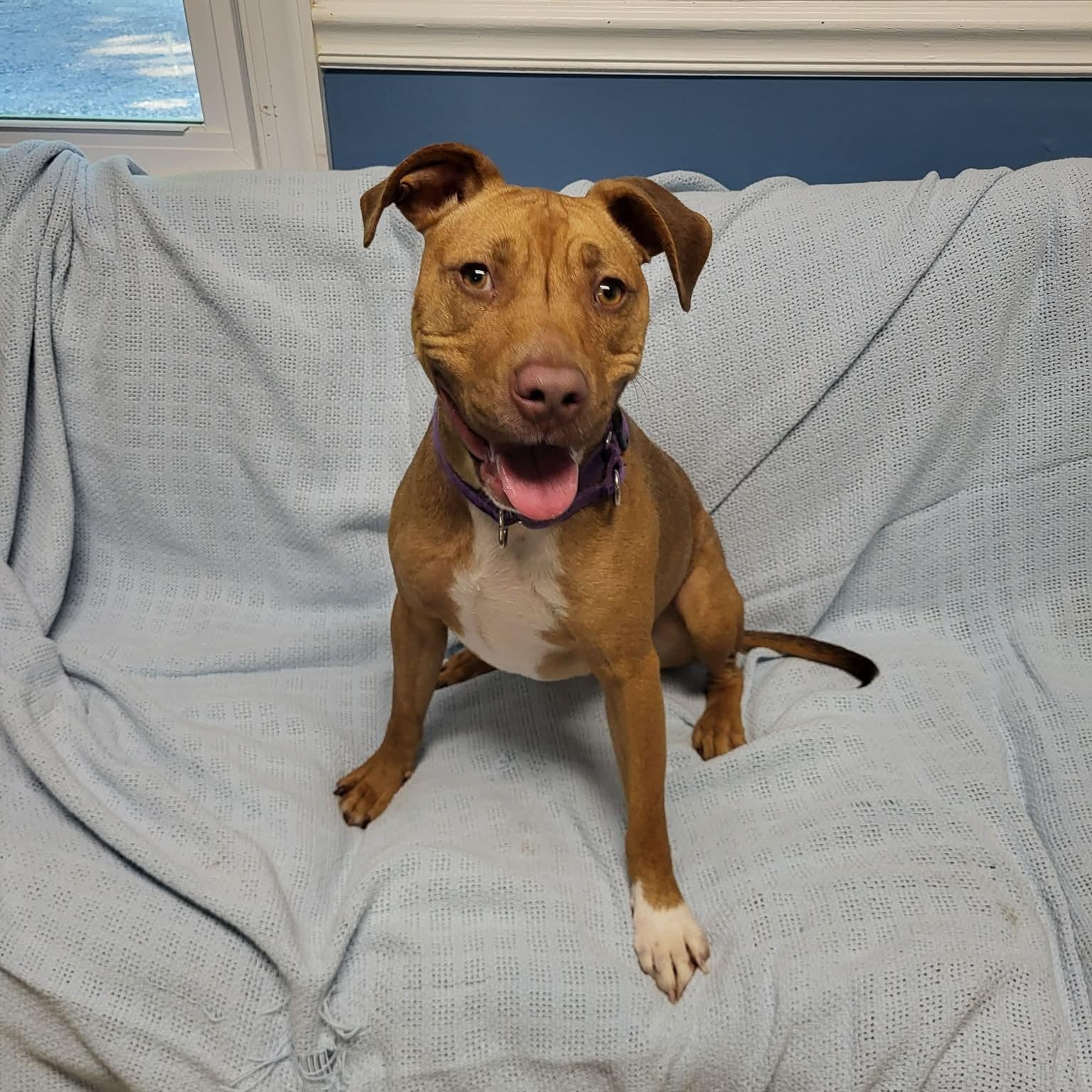 Sheba, ADOPTABLE, Young Female Mixed Breed.
