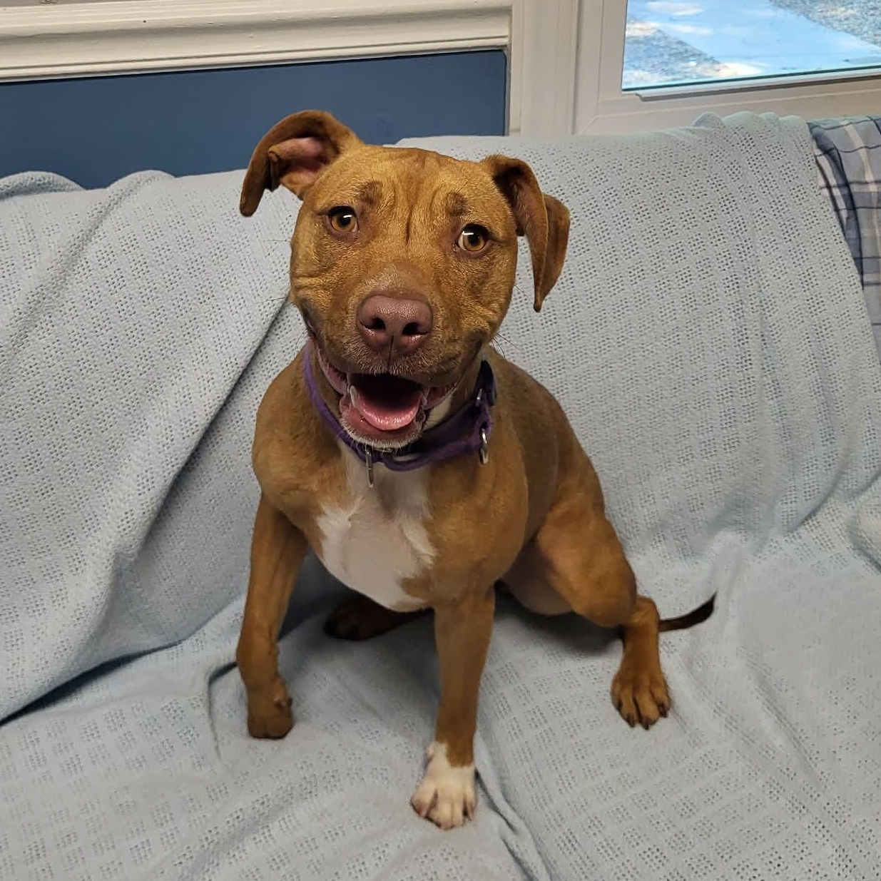 Sheba, a ADOPTABLE mixed breed in Sunderland, MD image 3/6