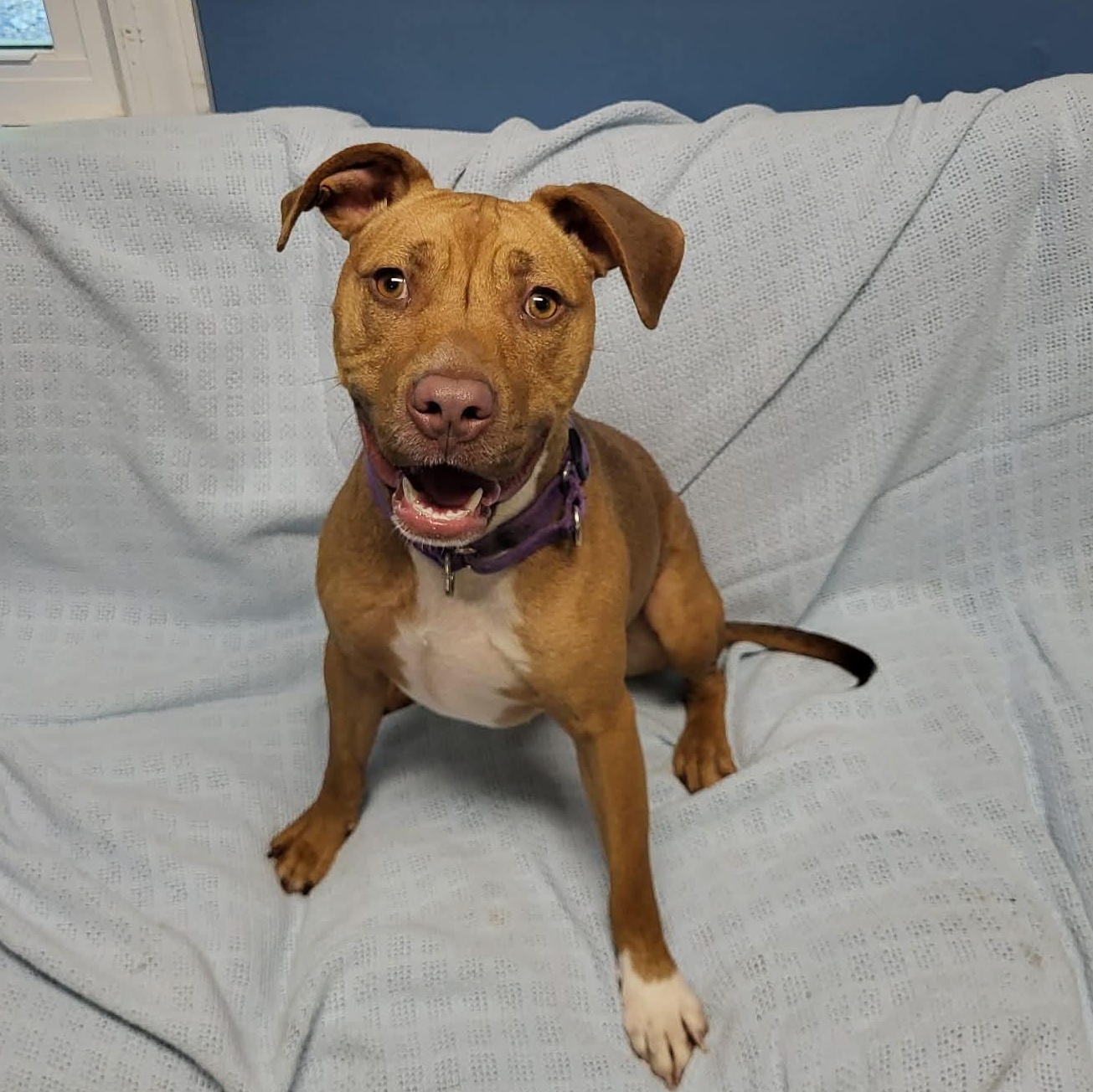 Sheba, a ADOPTABLE mixed breed in Sunderland, MD image 5/6