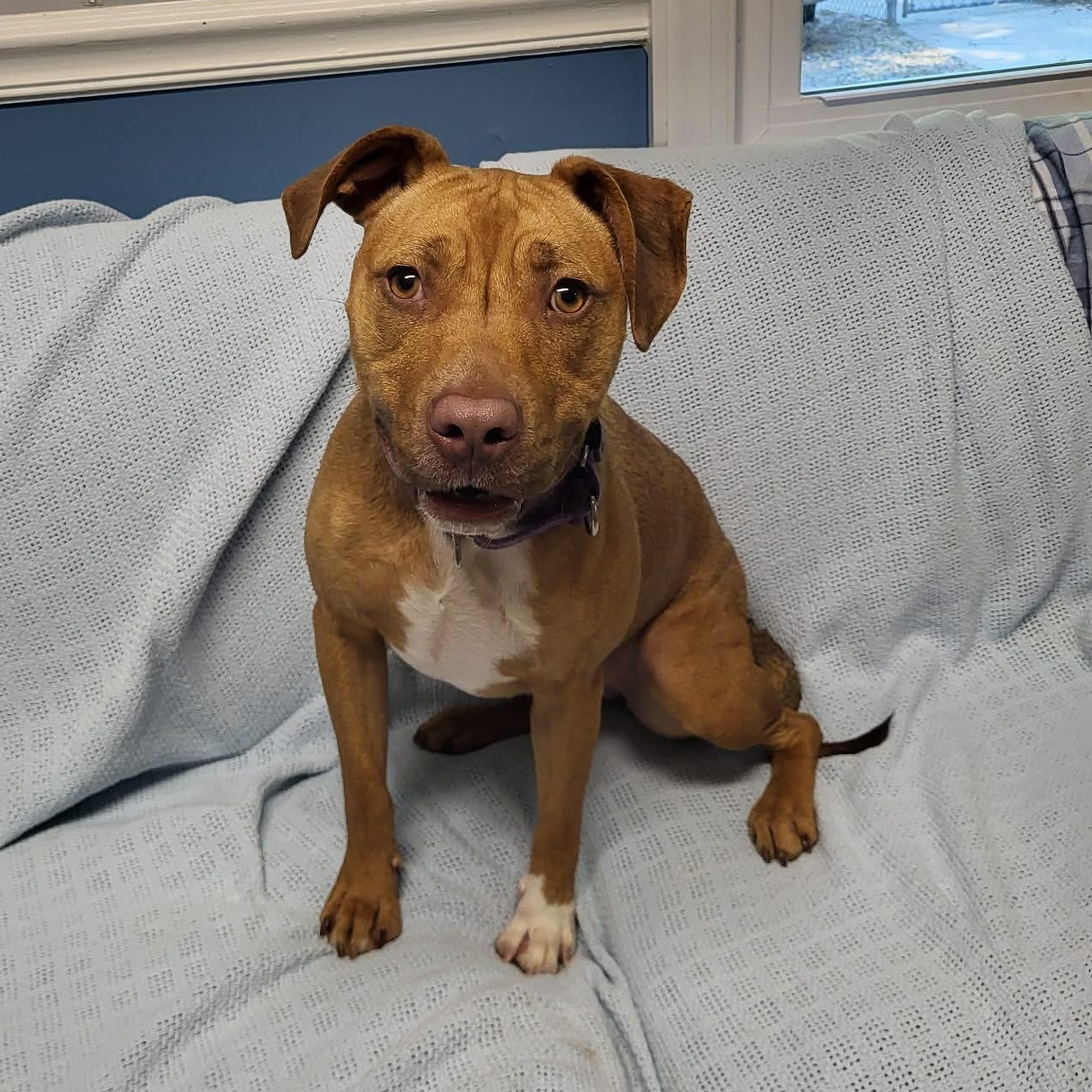 Sheba, a ADOPTABLE mixed breed in Sunderland, MD image 4/6