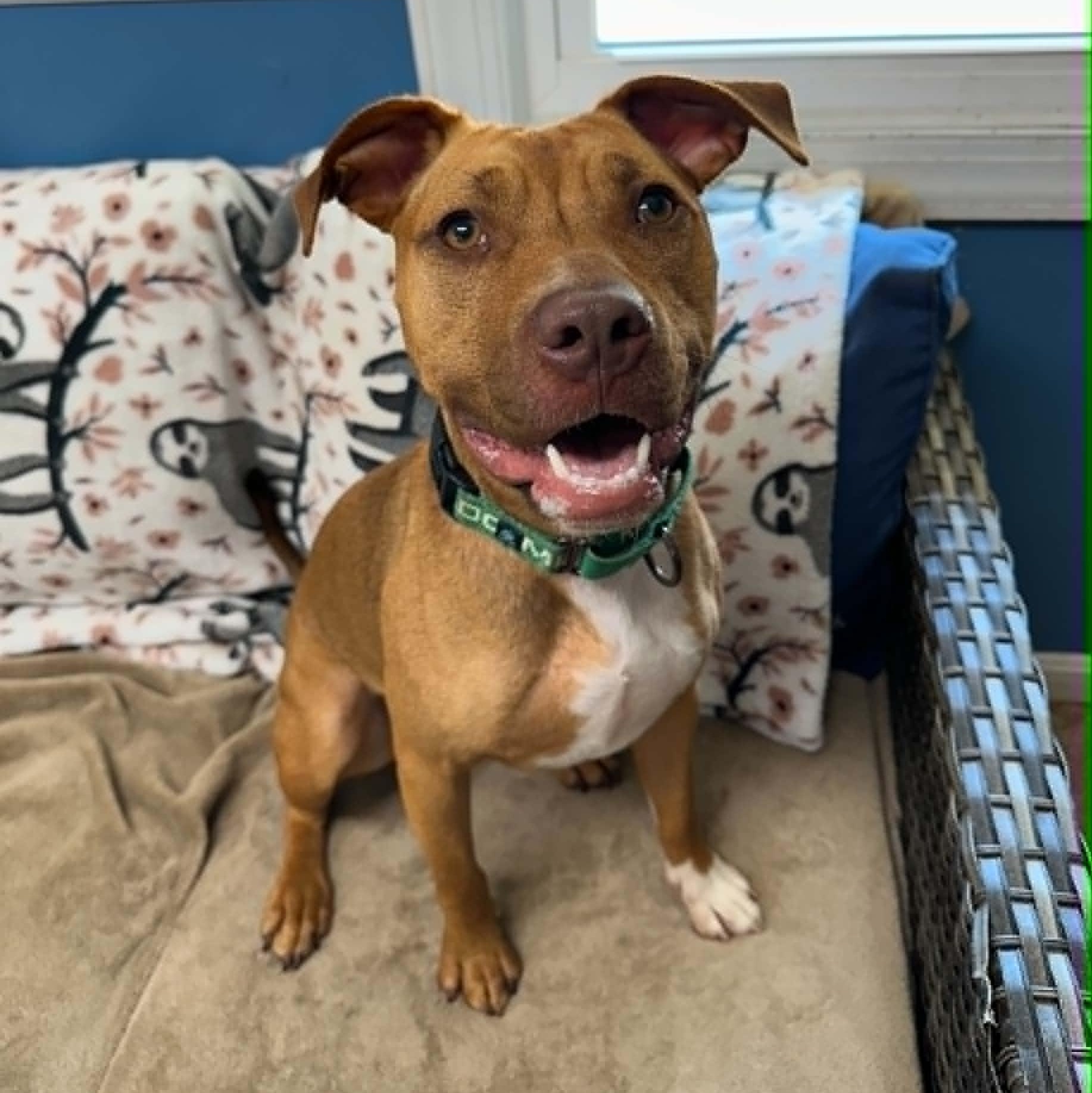 Sheba, ADOPTABLE, Young Female Mixed Breed.