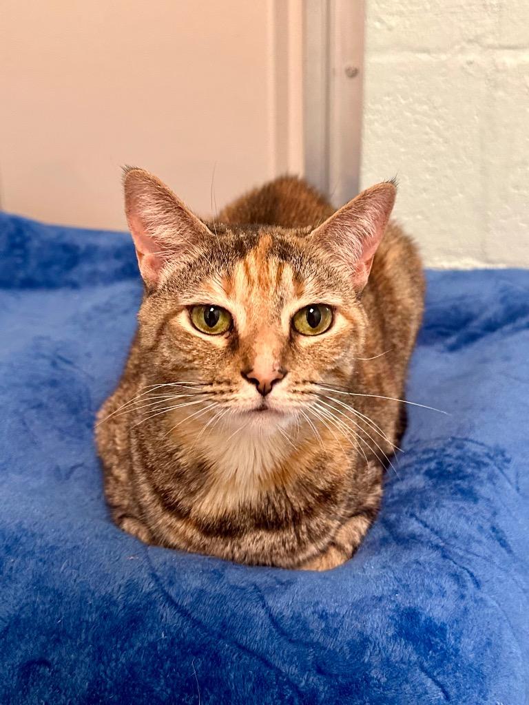 Tamerlane (Luna), Adoptable, Adult Female Domestic Short Hair.