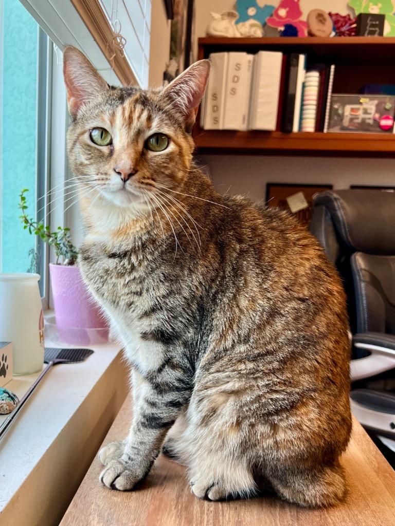 Enlarge Tamerlane (Luna), a Adoptable mixed breed in Cape Coral, FL image 2/3