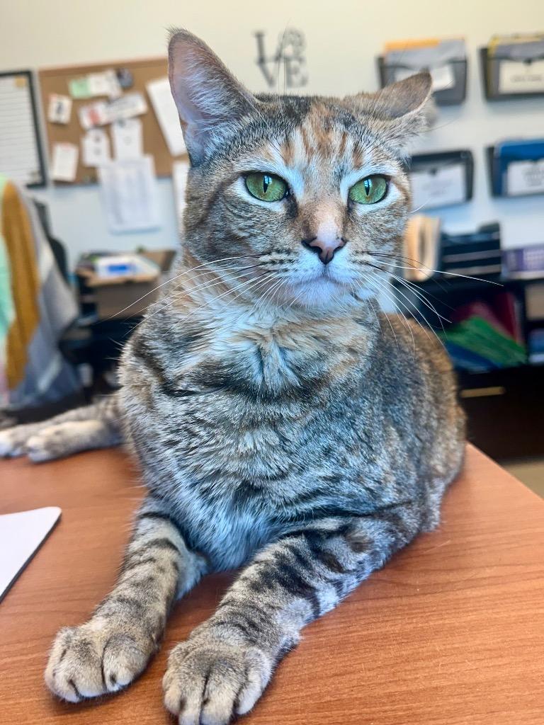 Enlarge Tamerlane (Luna), a Adoptable mixed breed in Cape Coral, FL image 2/3