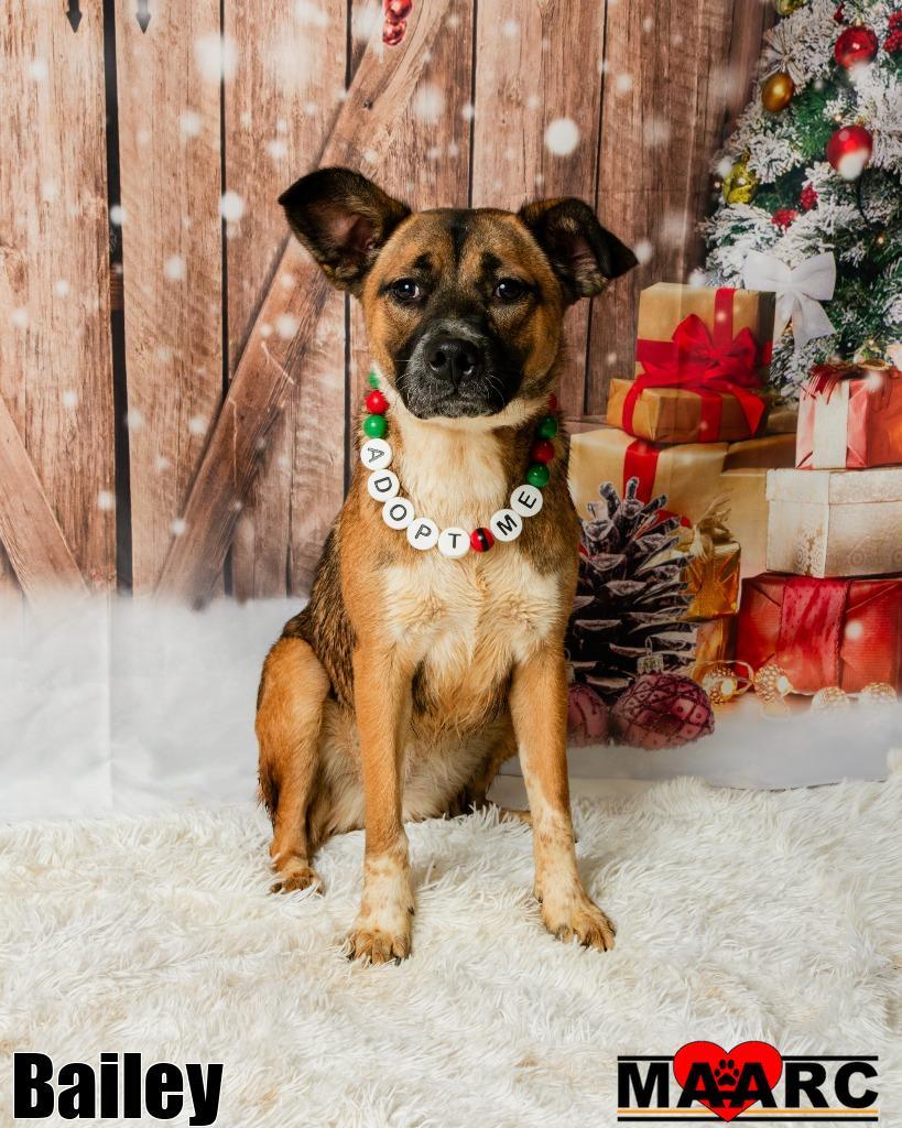 Bailey, Adoptable, Young Female German Shepherd Dog & Black Mouth Cur.
