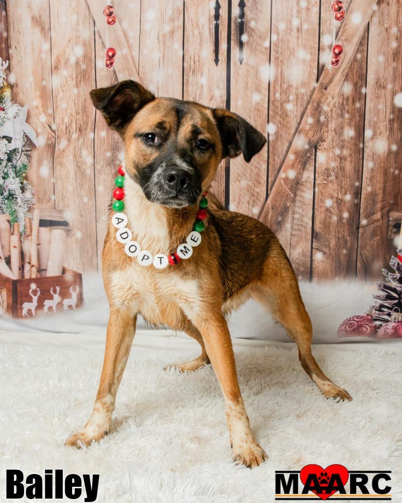 Enlarge Bailey, a Adoptable mixed breed in Maryville, TN image 2/2