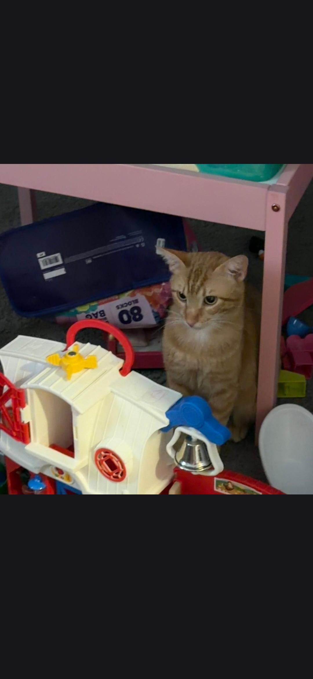 Enlarge Pete Zig Zag, a ADOPTABLE Tabby in Phoenix, AZ image 4/5