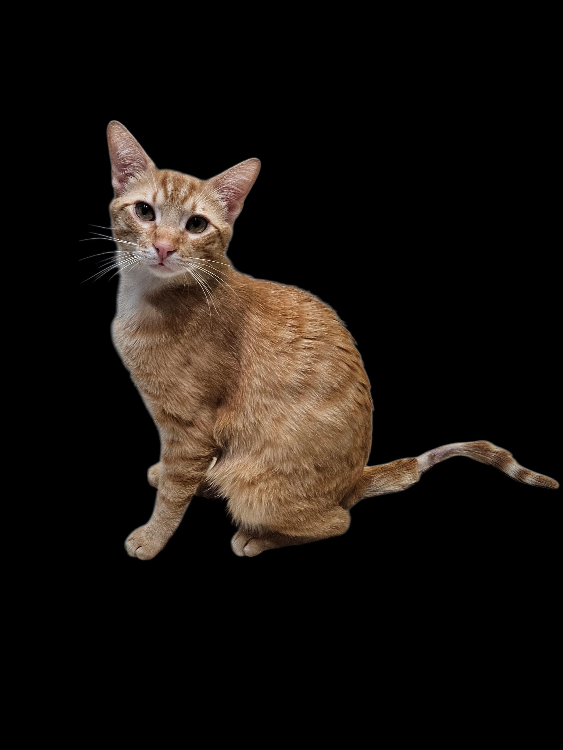 Enlarge Pete Zig Zag, a ADOPTABLE Tabby in Phoenix, AZ image 2/5