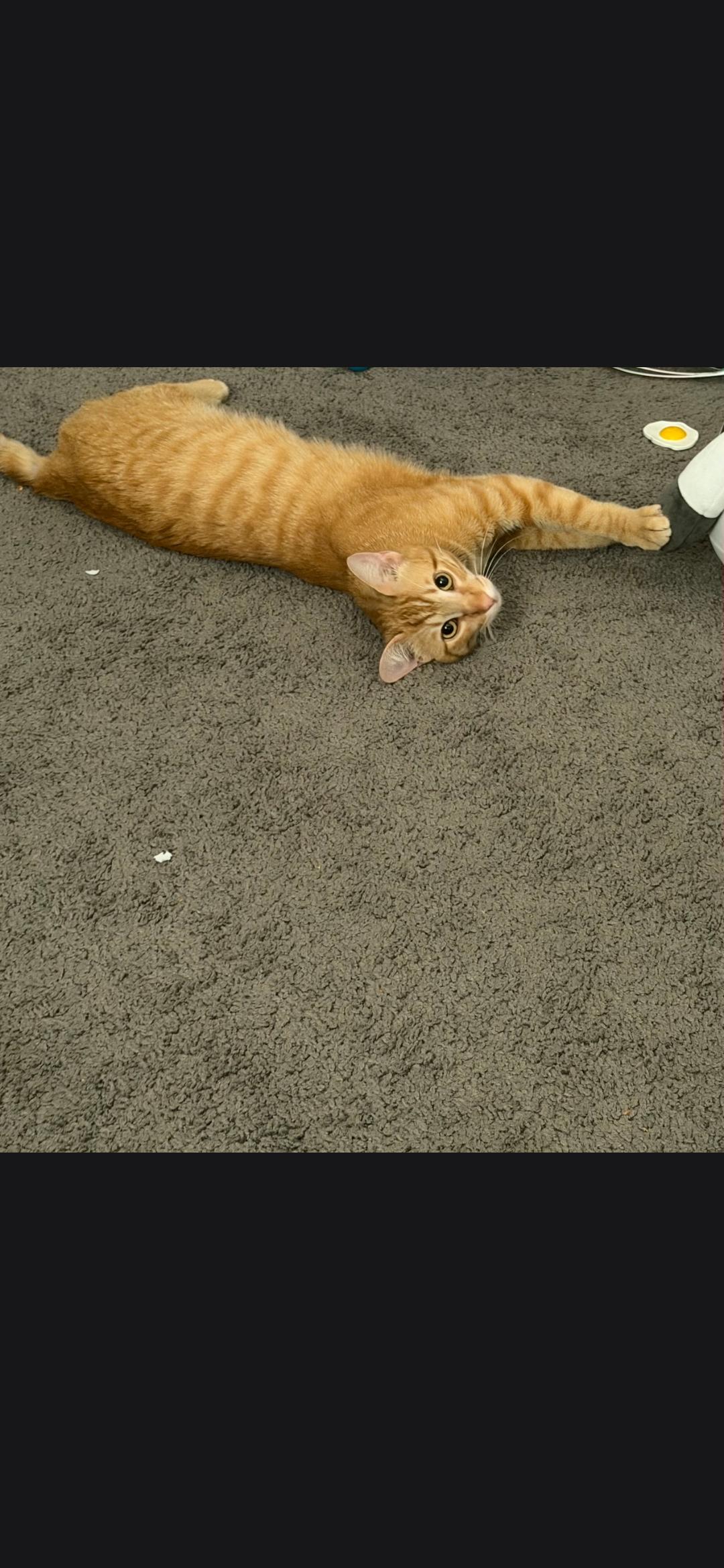 Enlarge Pete Zig Zag, a ADOPTABLE Tabby in Phoenix, AZ image 5/5