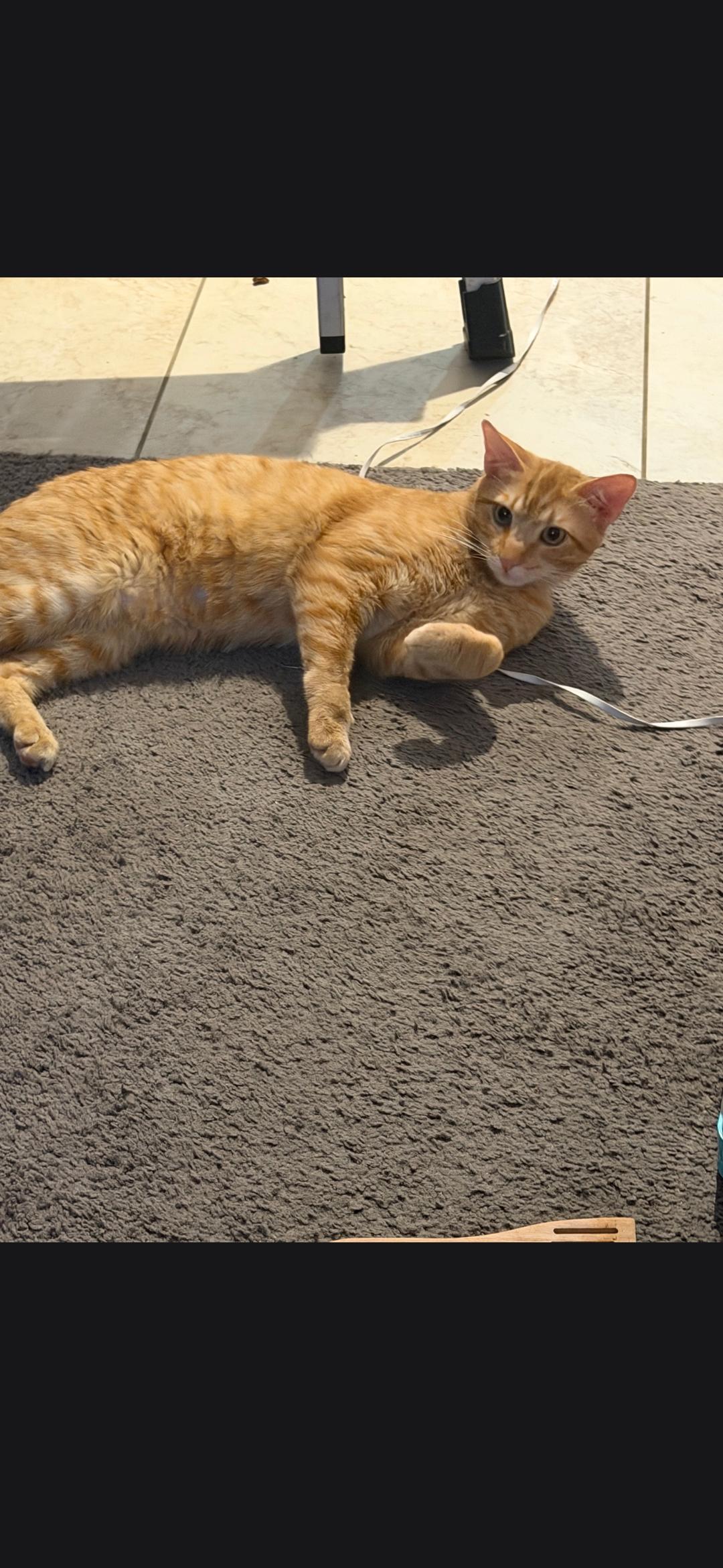 Enlarge Pete Zig Zag, a ADOPTABLE Tabby in Phoenix, AZ image 3/5