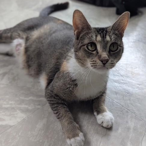 Everdeen, an adoptable American Shorthair in Danbury, CT_image-1