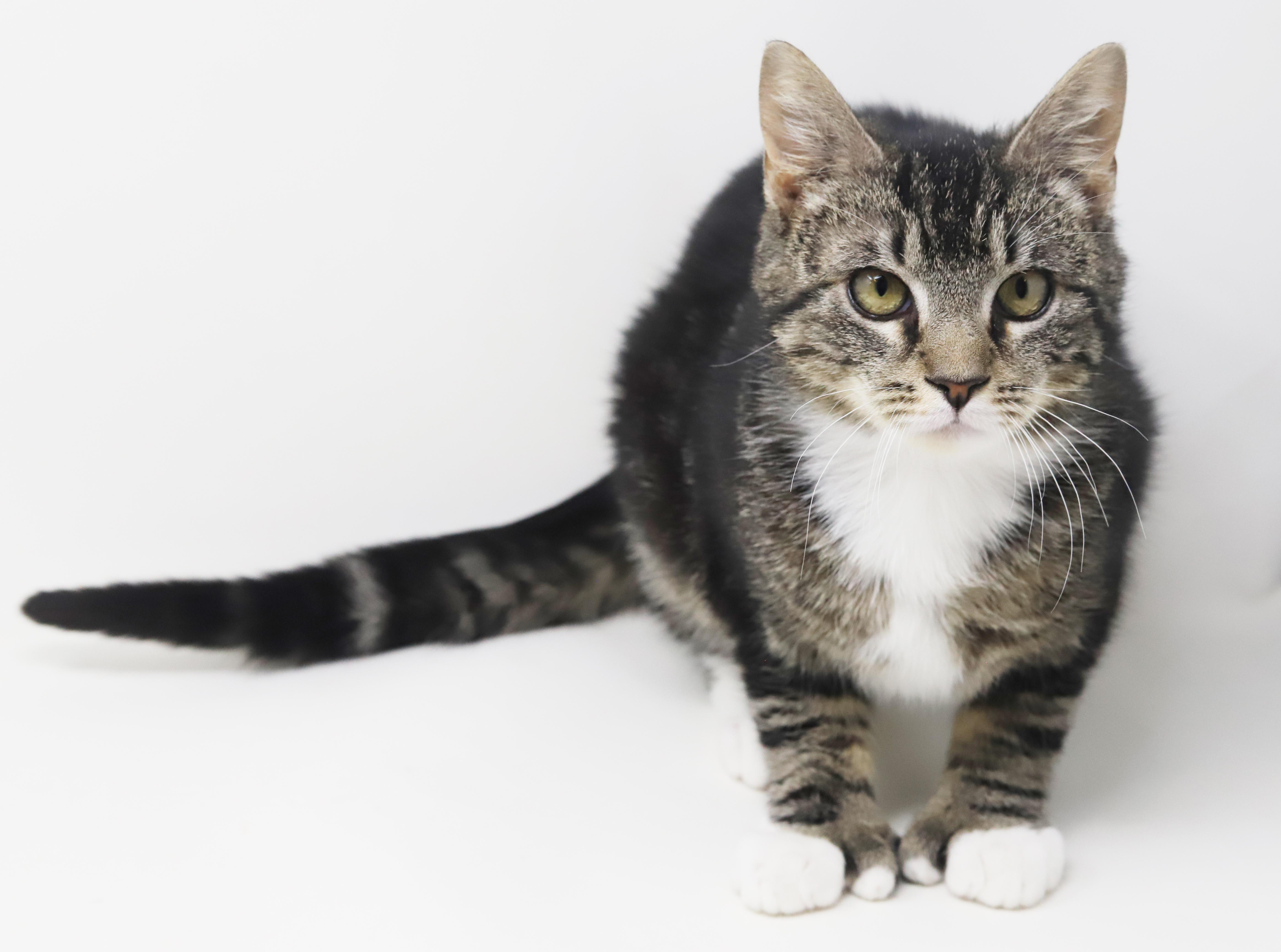 Enlarge Tiny! What a joy! OMG EXTRA TOES!! Sooo sweet too!, a Adoptable mixed breed in Bedford Hills, NY image 5/6