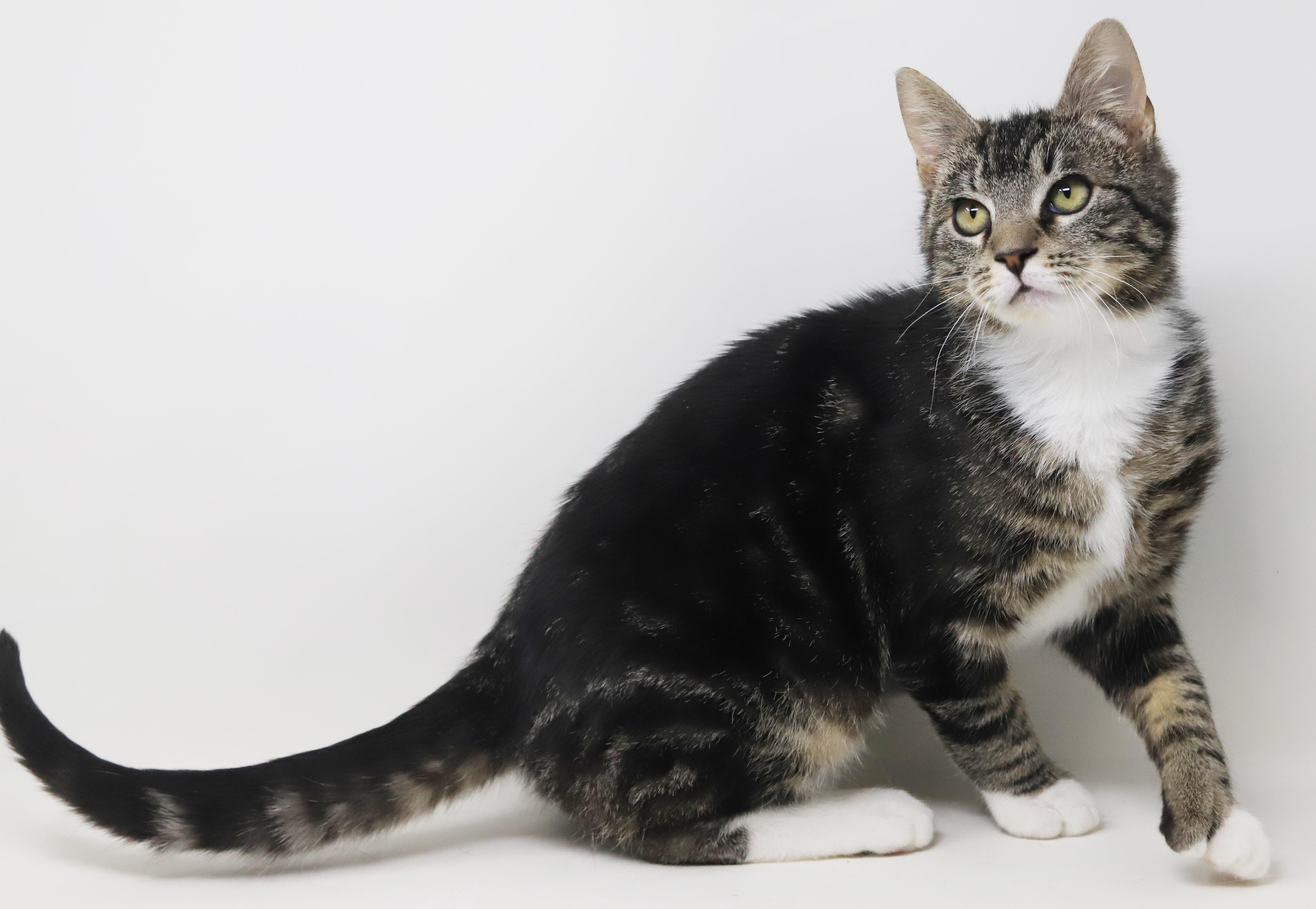 Enlarge Tiny! What a joy! OMG EXTRA TOES!! Sooo sweet too!, a Adoptable mixed breed in Bedford Hills, NY image 6/6