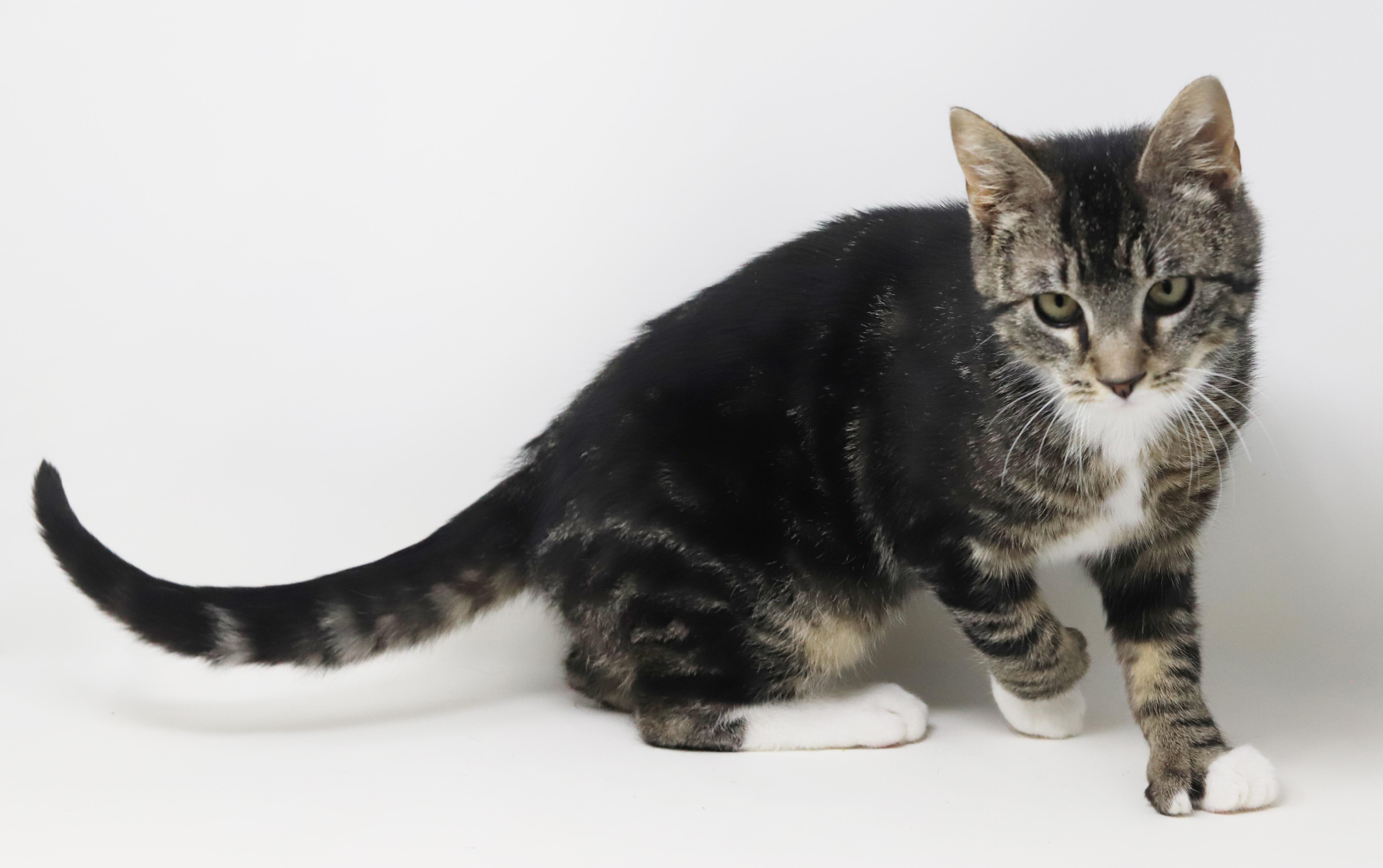 Enlarge Tiny! What a joy! OMG EXTRA TOES!! Sooo sweet too!, a Adoptable mixed breed in Bedford Hills, NY image 2/6