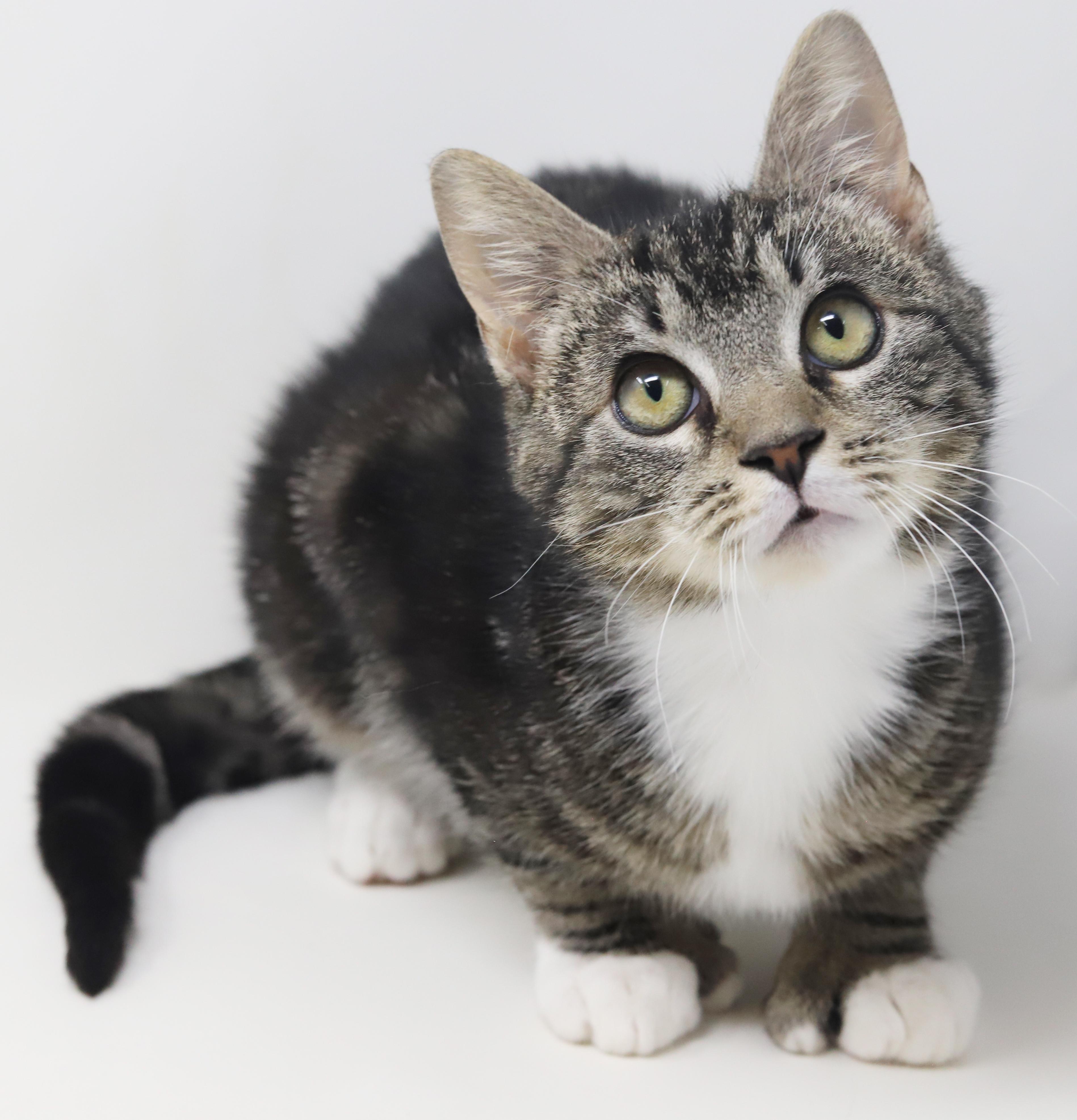 Tiny! What a joy! OMG EXTRA TOES!! Sooo sweet too!, Adoptable, Kitten Male Extra-Toes Cat / Hemingway Polydactyl & Tabby.