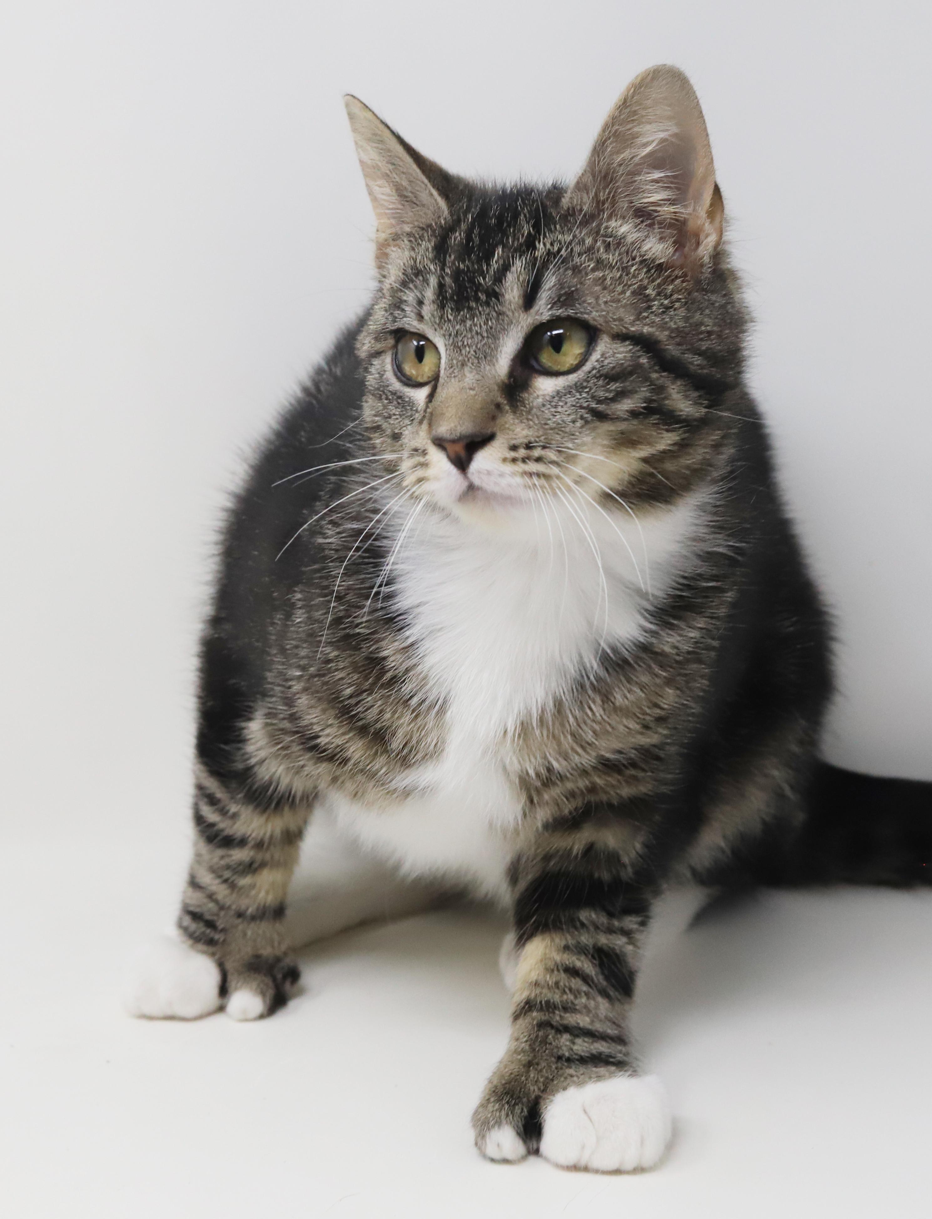 Enlarge Tiny! What a joy! OMG EXTRA TOES!! Sooo sweet too!, a Adoptable mixed breed in Bedford Hills, NY image 4/6