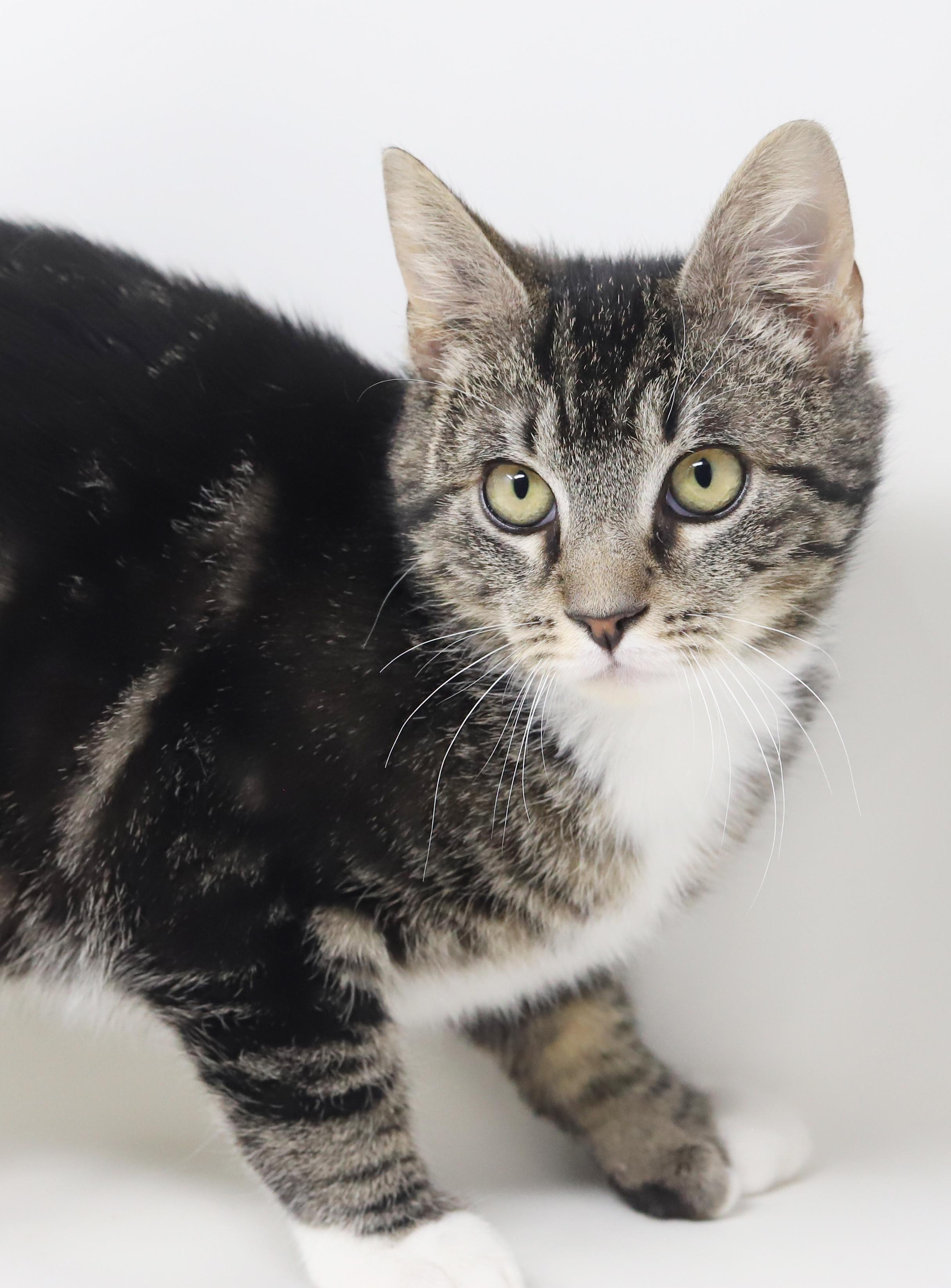 Enlarge Tiny! What a joy! OMG EXTRA TOES!! Sooo sweet too!, a Adoptable mixed breed in Bedford Hills, NY image 3/6