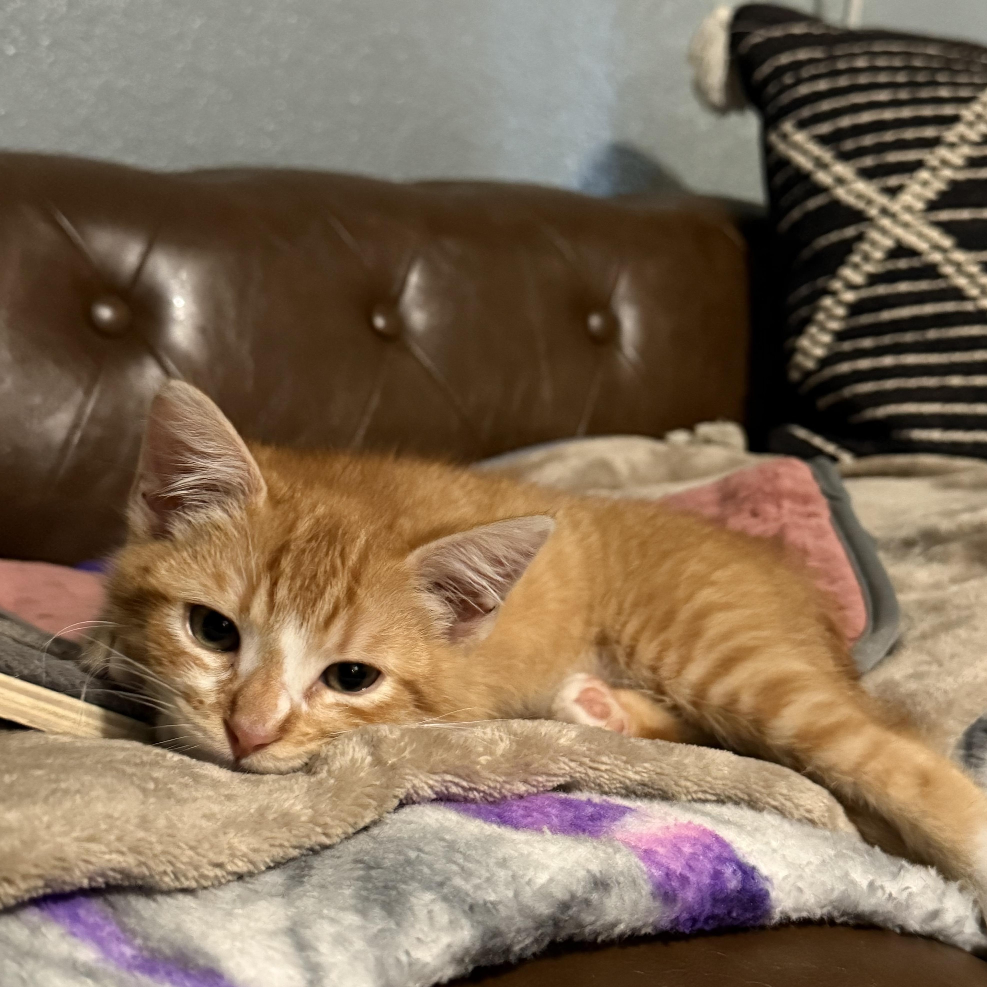 Enlarge Mochi, an adopted Domestic Short Hair in Los Angeles, CA image 3/6