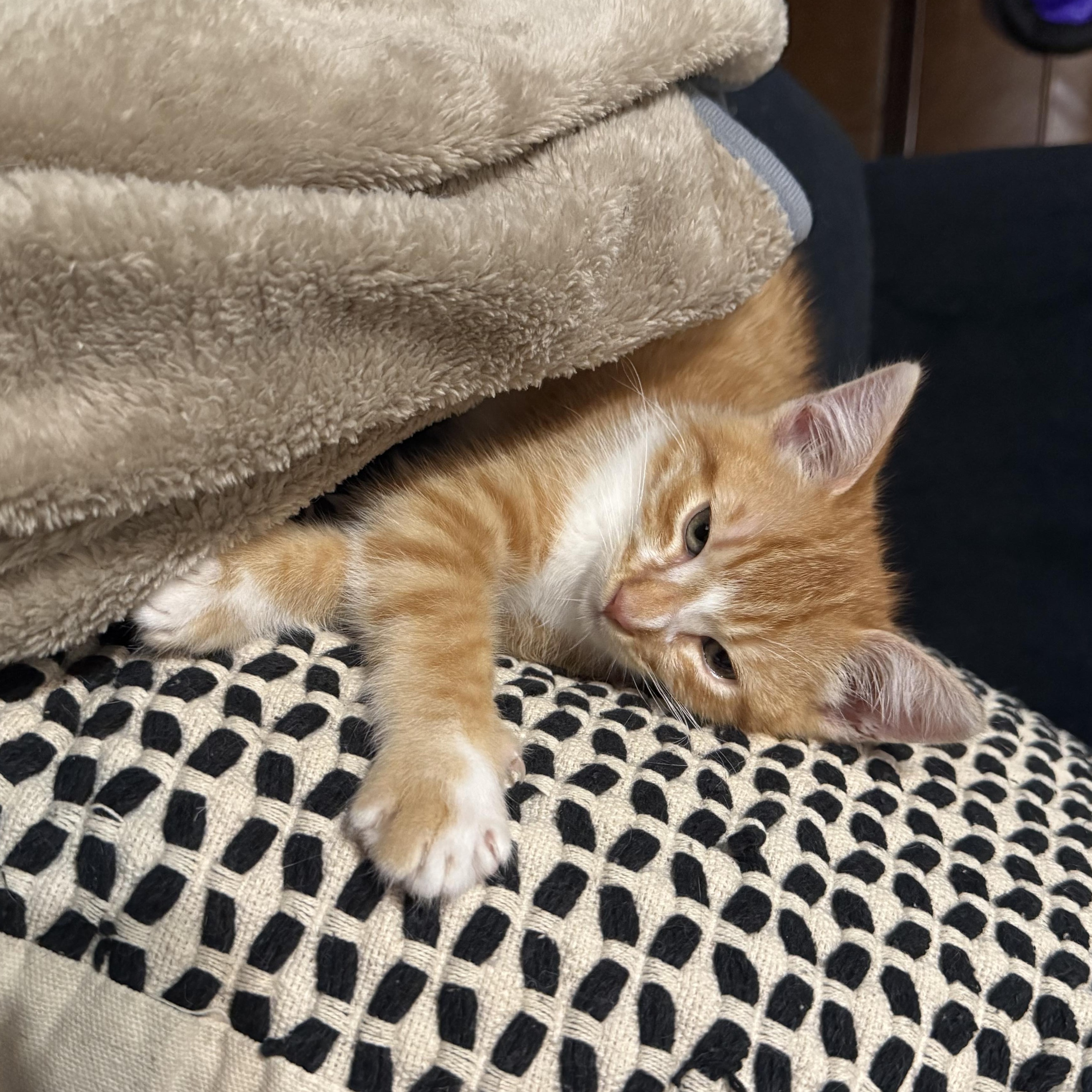 Enlarge Mochi, an adopted Domestic Short Hair in Los Angeles, CA image 4/6