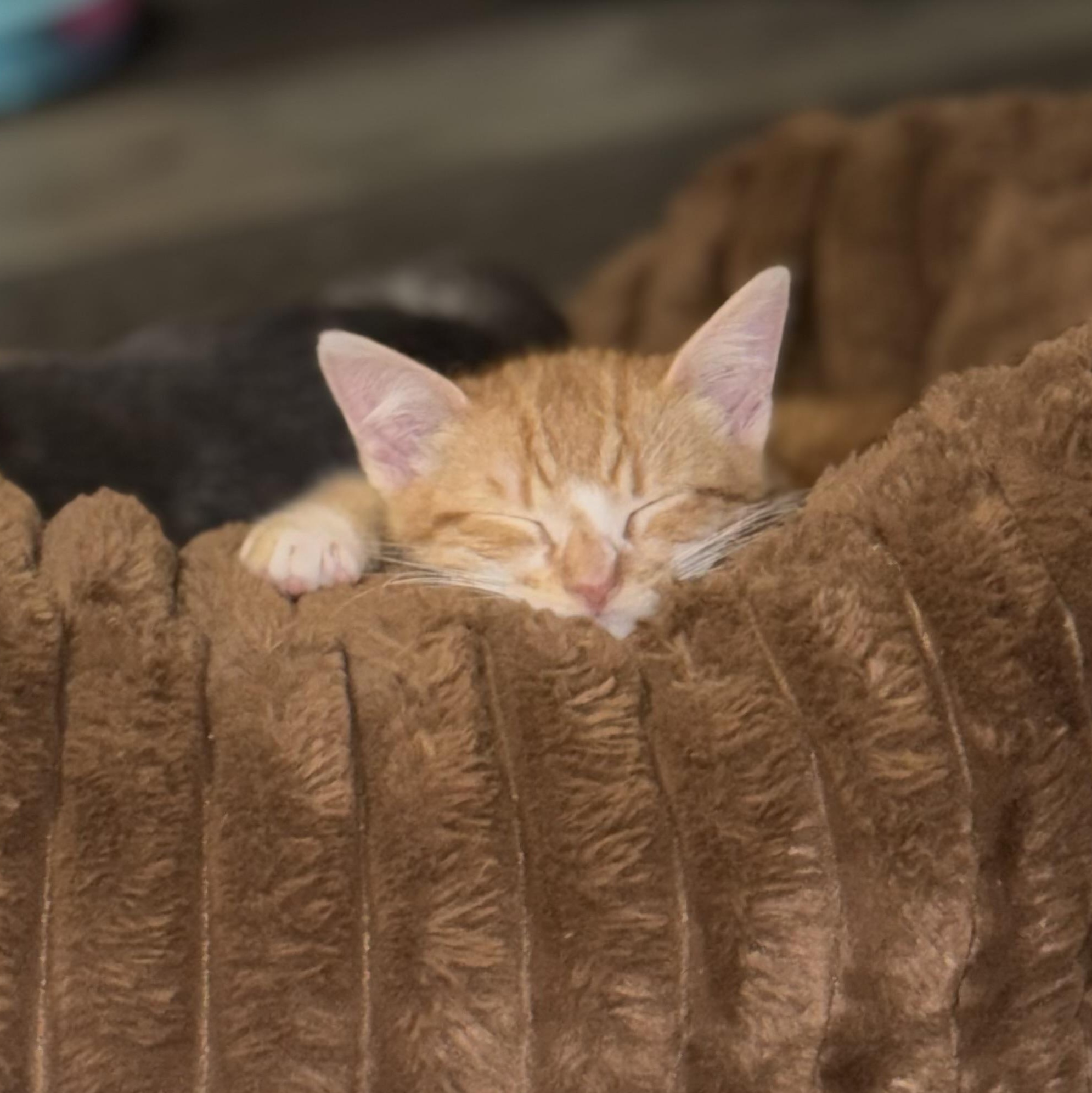 Enlarge Mochi, an adopted Domestic Short Hair in Los Angeles, CA image 5/6