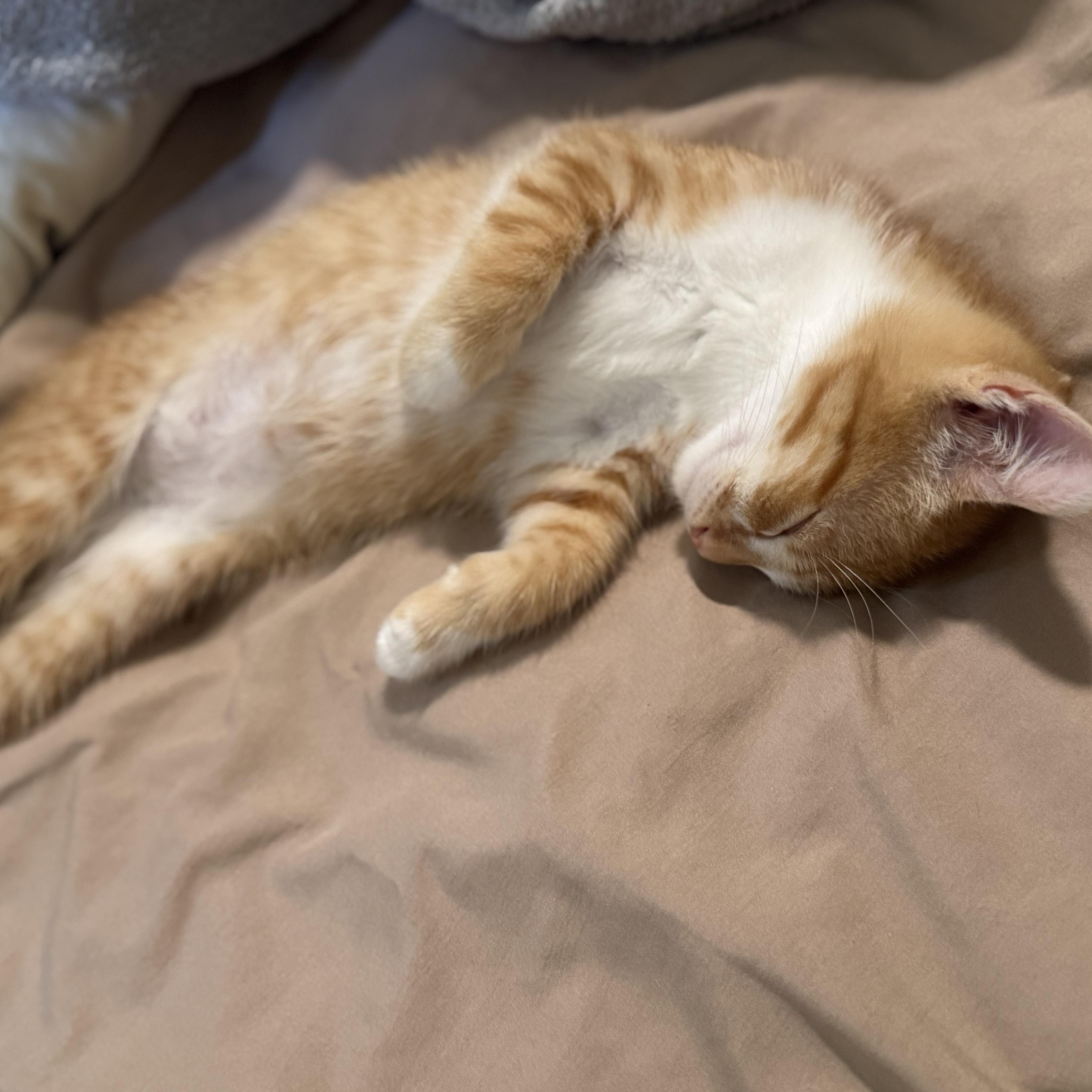 Enlarge Mochi, an adopted Domestic Short Hair in Los Angeles, CA image 2/6