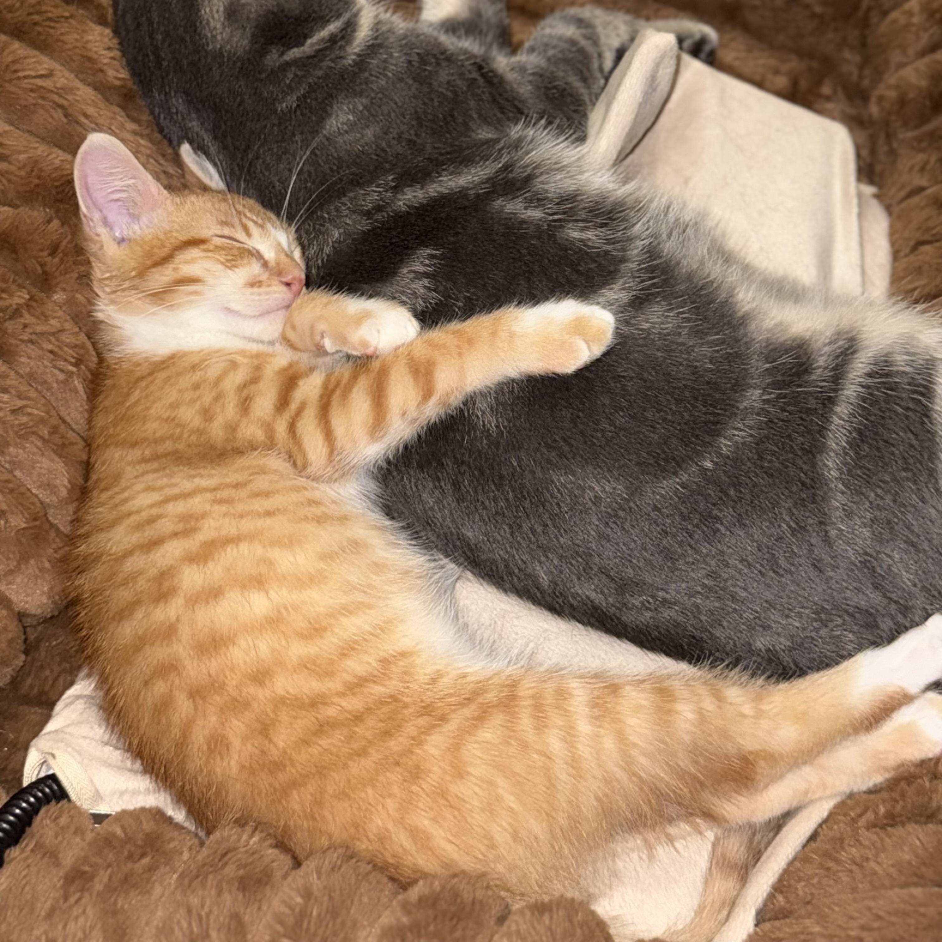 Enlarge Mochi, an adopted Domestic Short Hair in Los Angeles, CA image 6/6